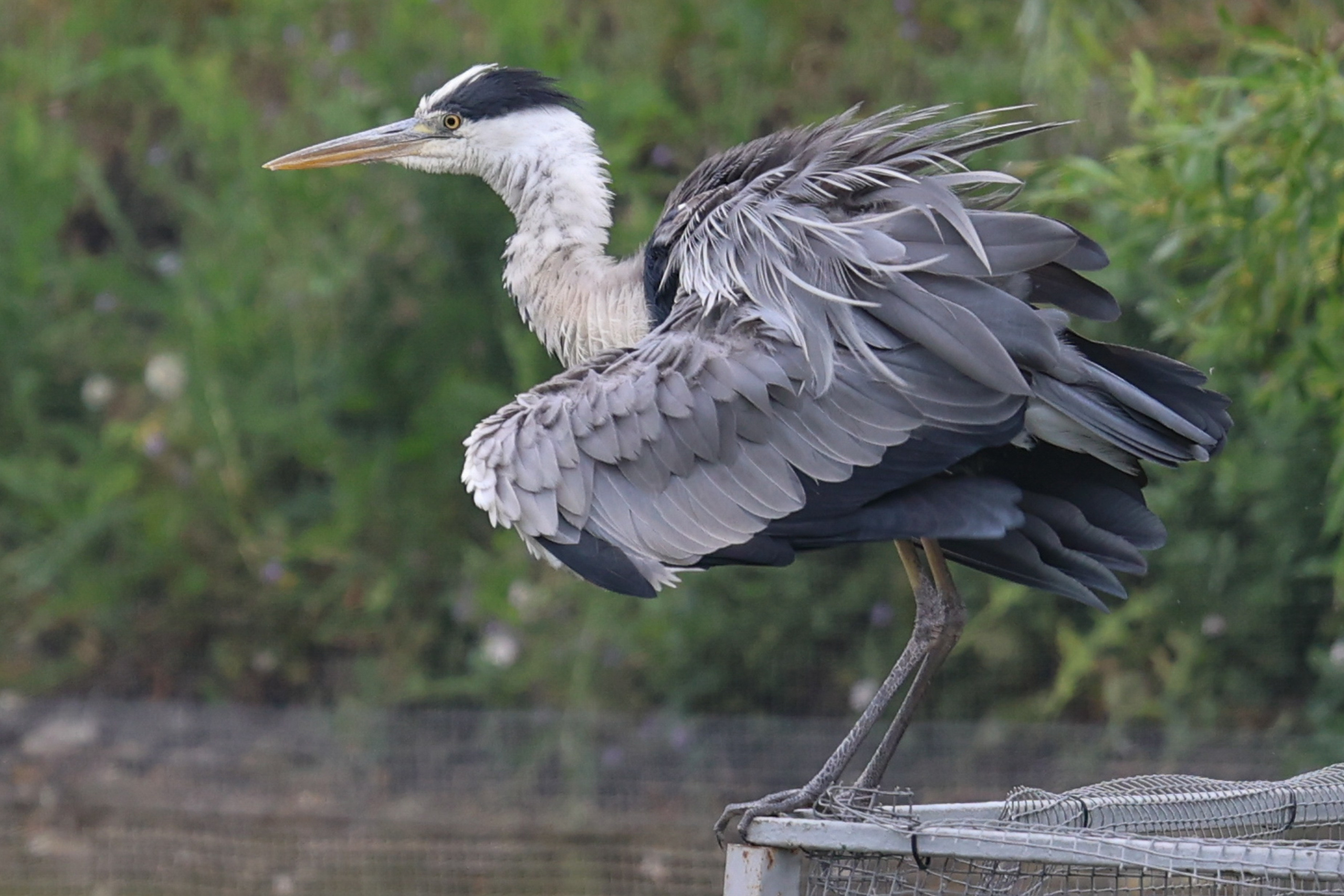 В мире животных. Фотограф Дмитрий Алексеев