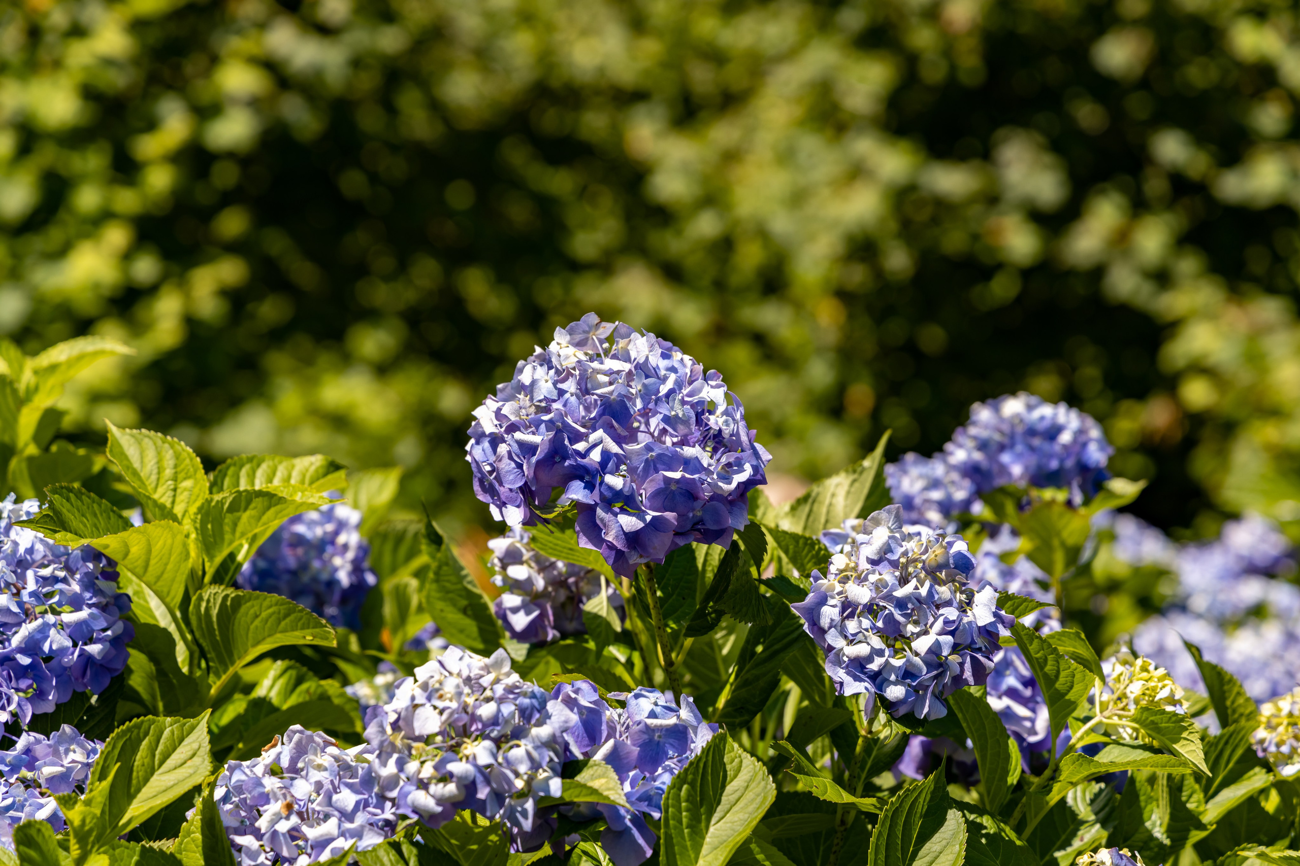 Сочи. Солох Аул. Репортажный, семейный и студийный фотограф в Москве Демин Алексей