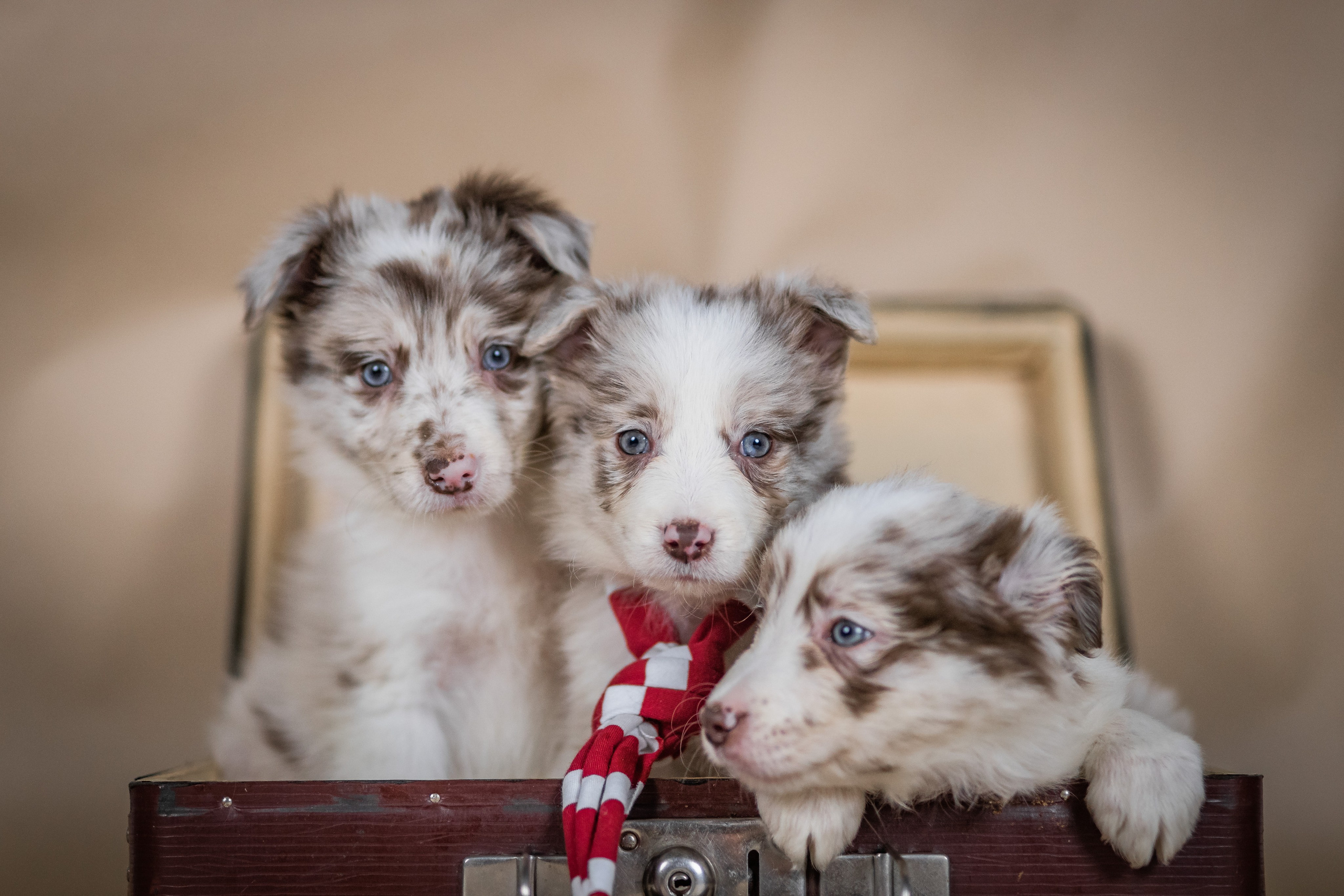 Фритсвит. Семейный фотограф Ефремова Виктория