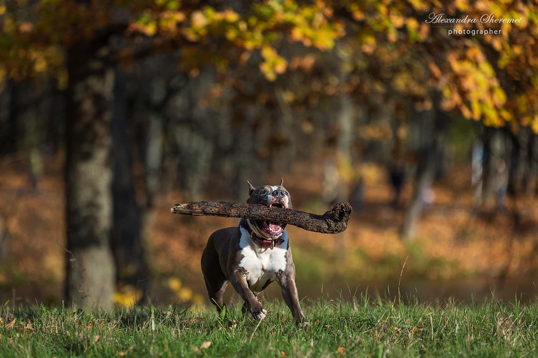 Шерри. Фотограф-анималист Александра Шеремет