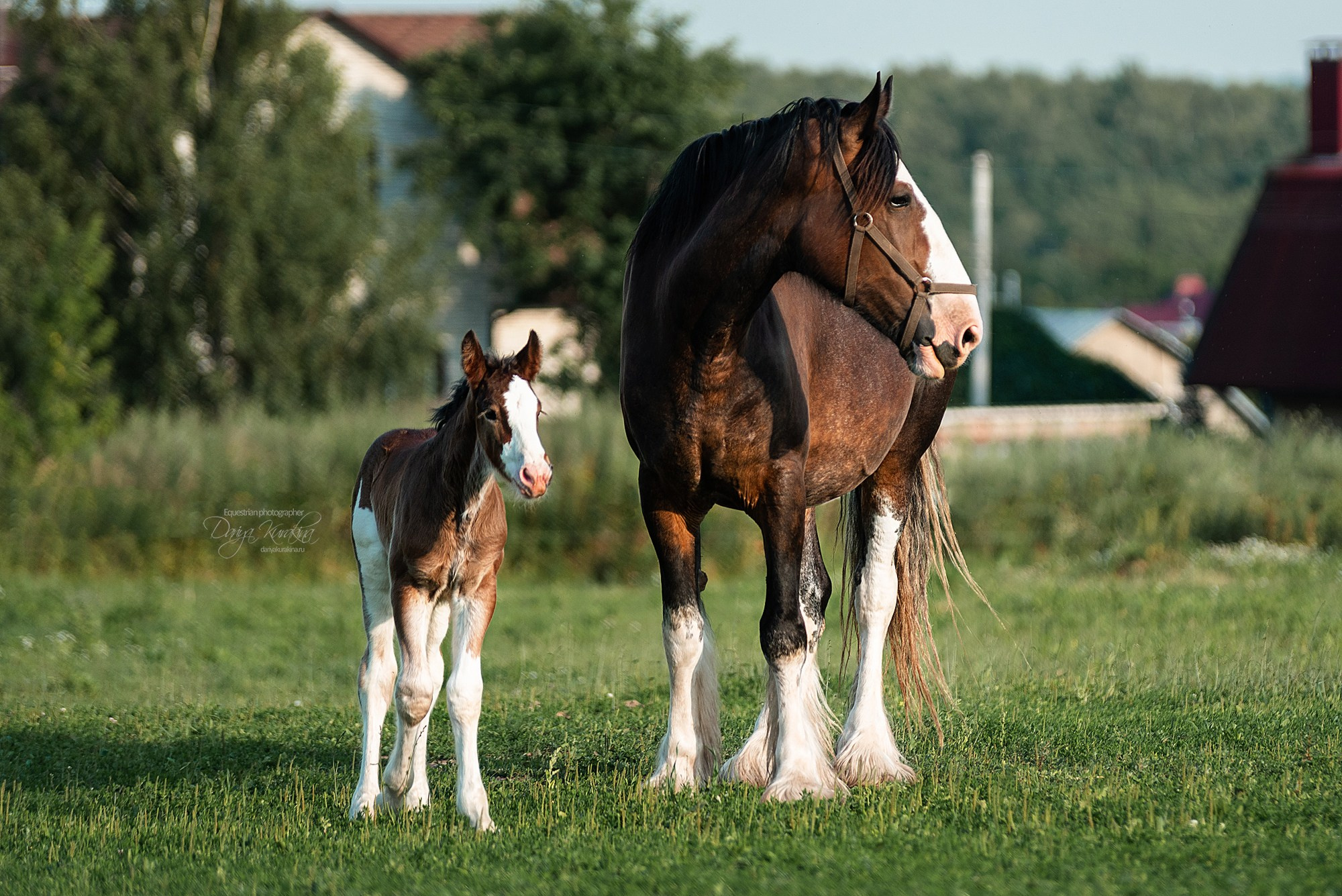 Рапунцель и Квини. Конный фотограф Куракина Дарья • Фотосессии с лошадьми