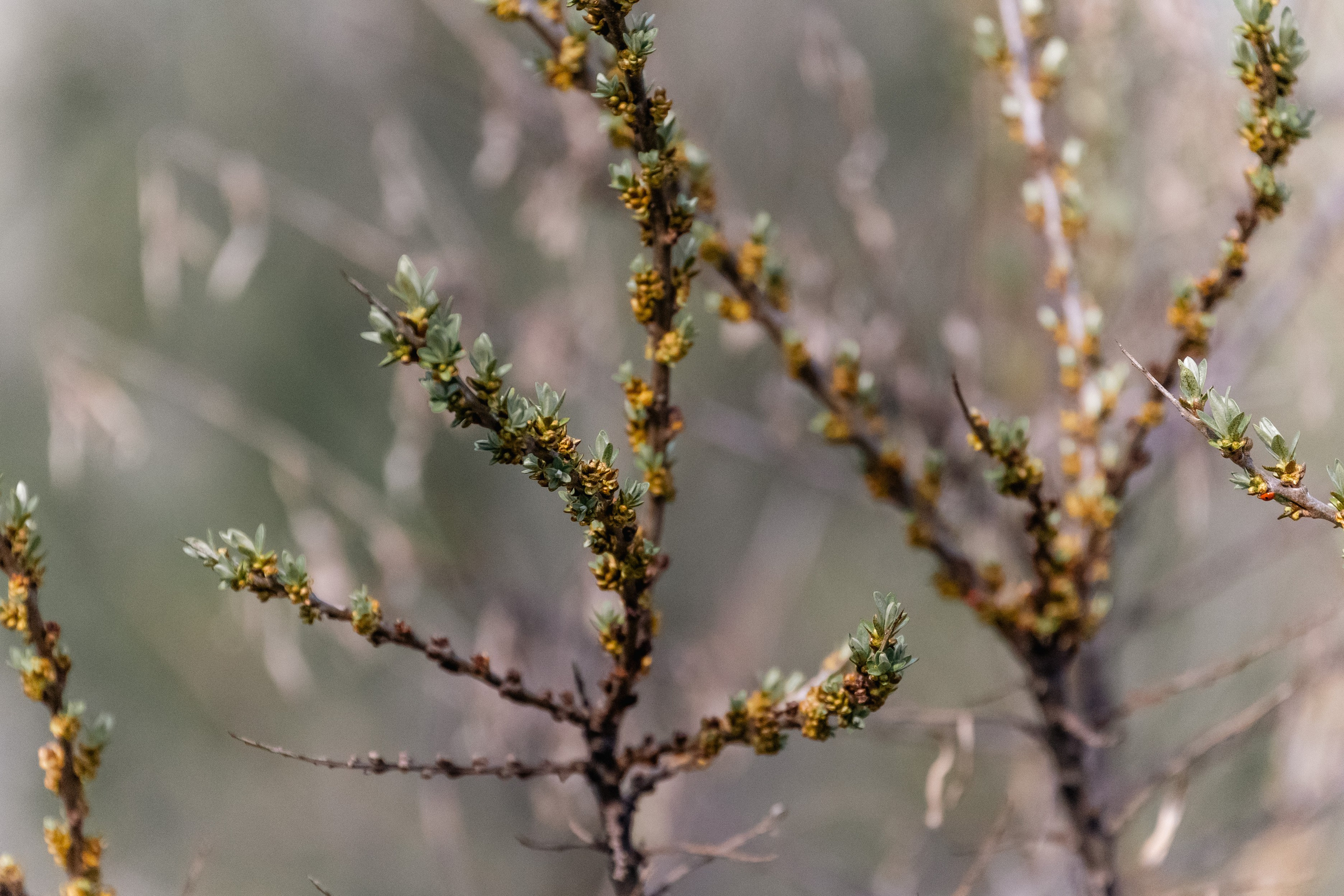 Георгий Кравченко. Инженер и орнитолог. Репортажный фотограф Наталья Лапцевич