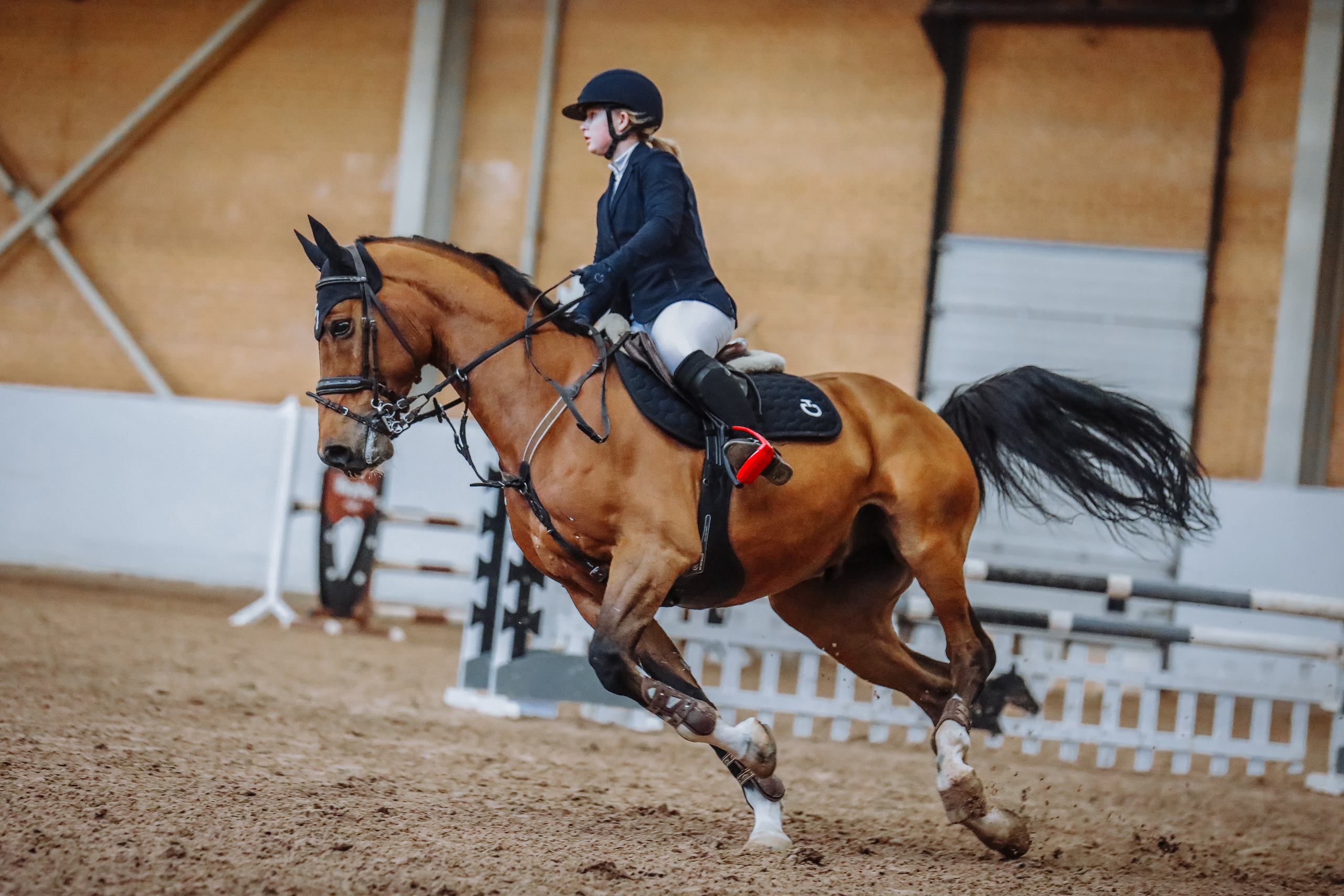 Лошади Евы Демидовой. Ева Демидова. Спортсмен по конкуру в Санкт-Петербуре