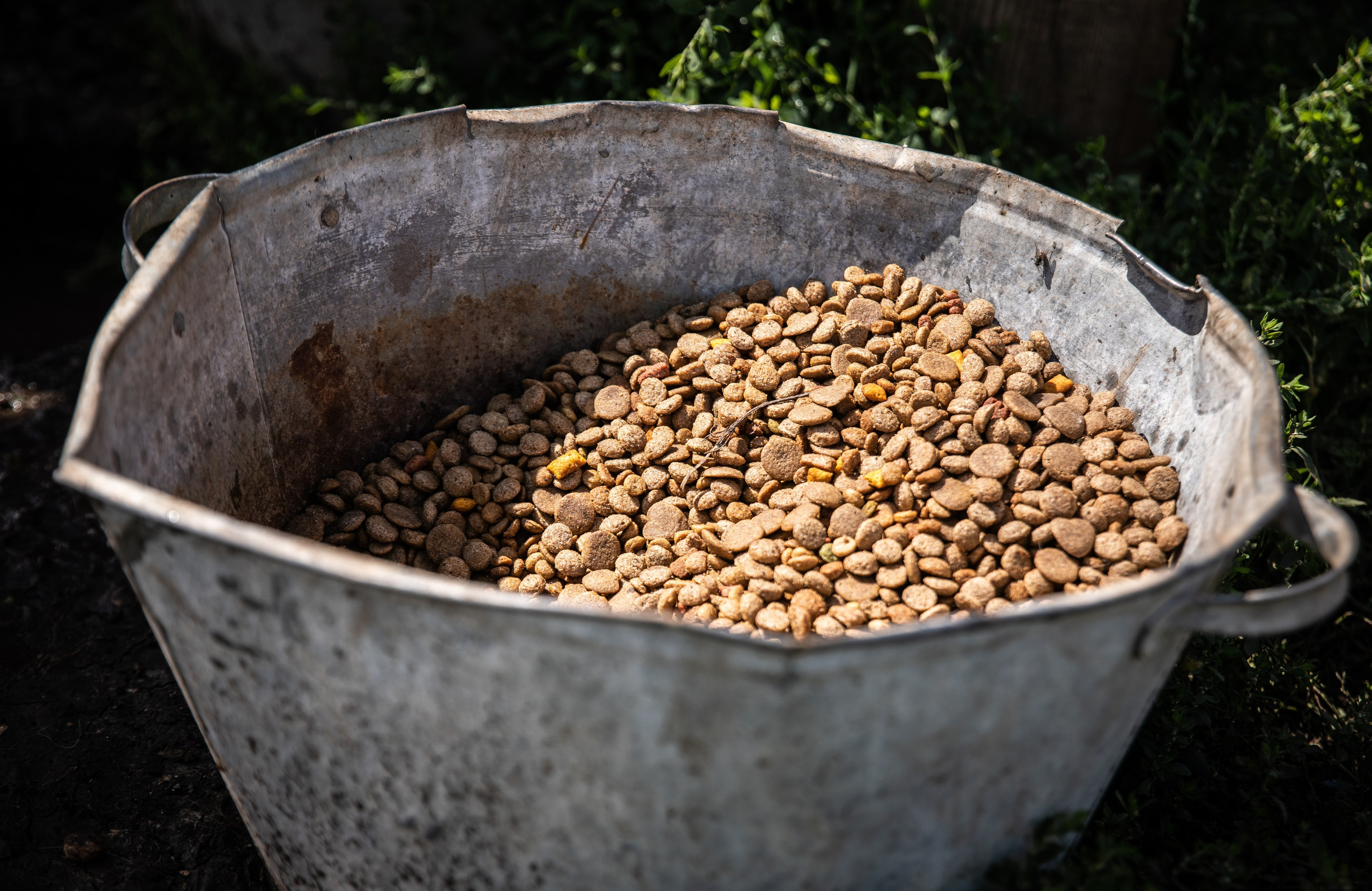 Приют — Наш дом. Репортажный и свадебный фотограф в Челябинске Елисеев Павел