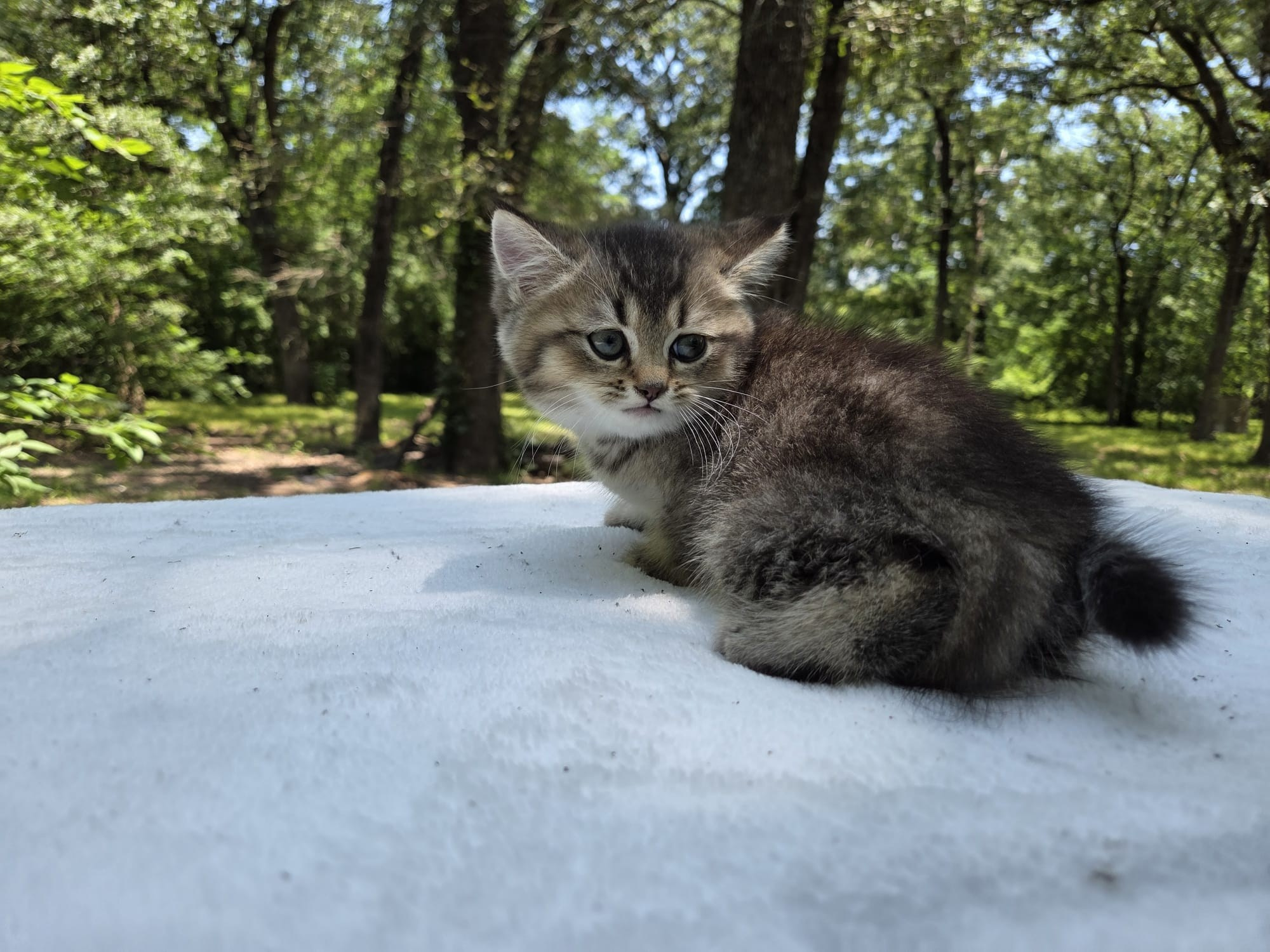 Stesha, female, 04.21.2026, $800. British shorhair Cats
