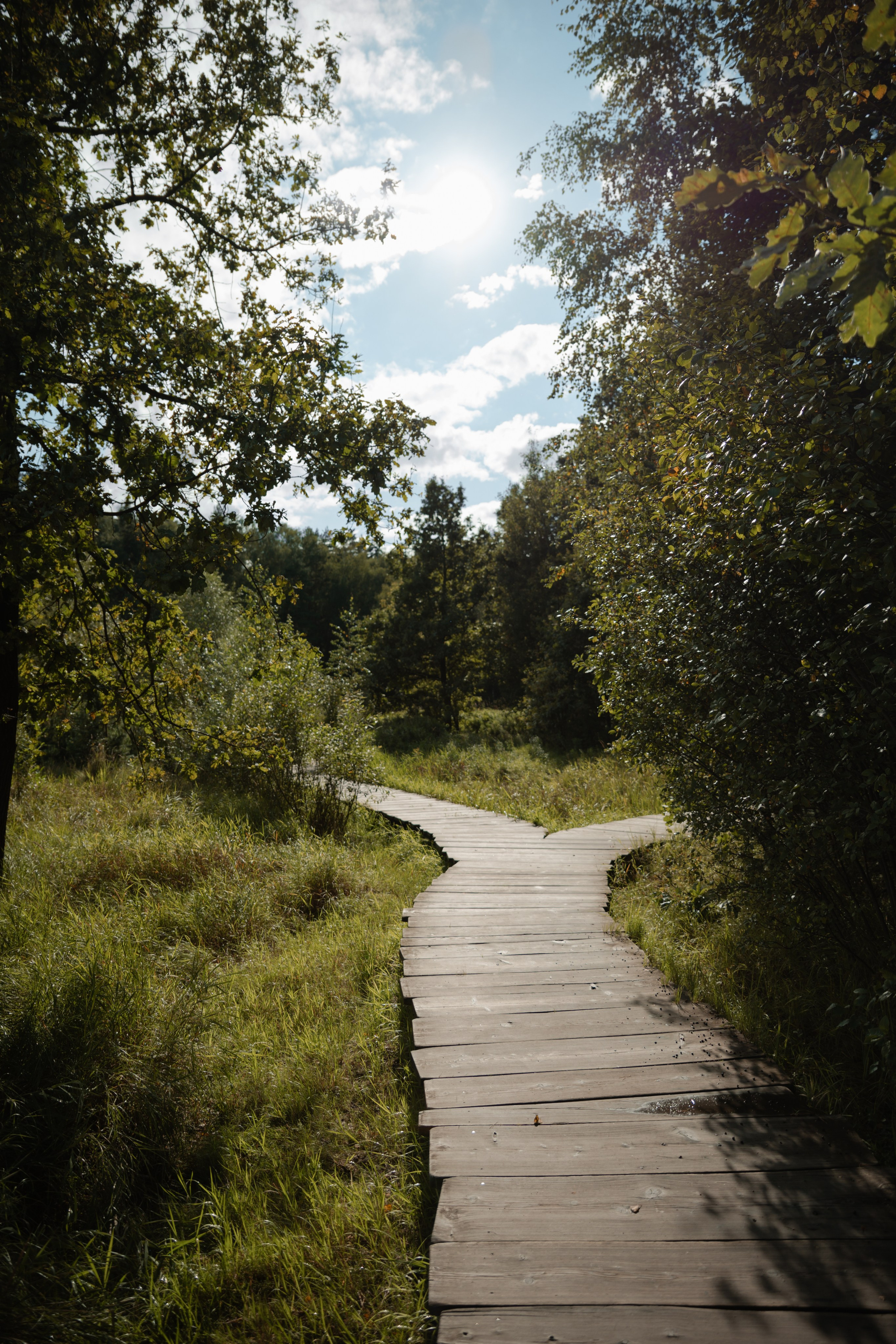 Полина. Мещерский лес. Фотограф | Москва | Куриленко Николь
