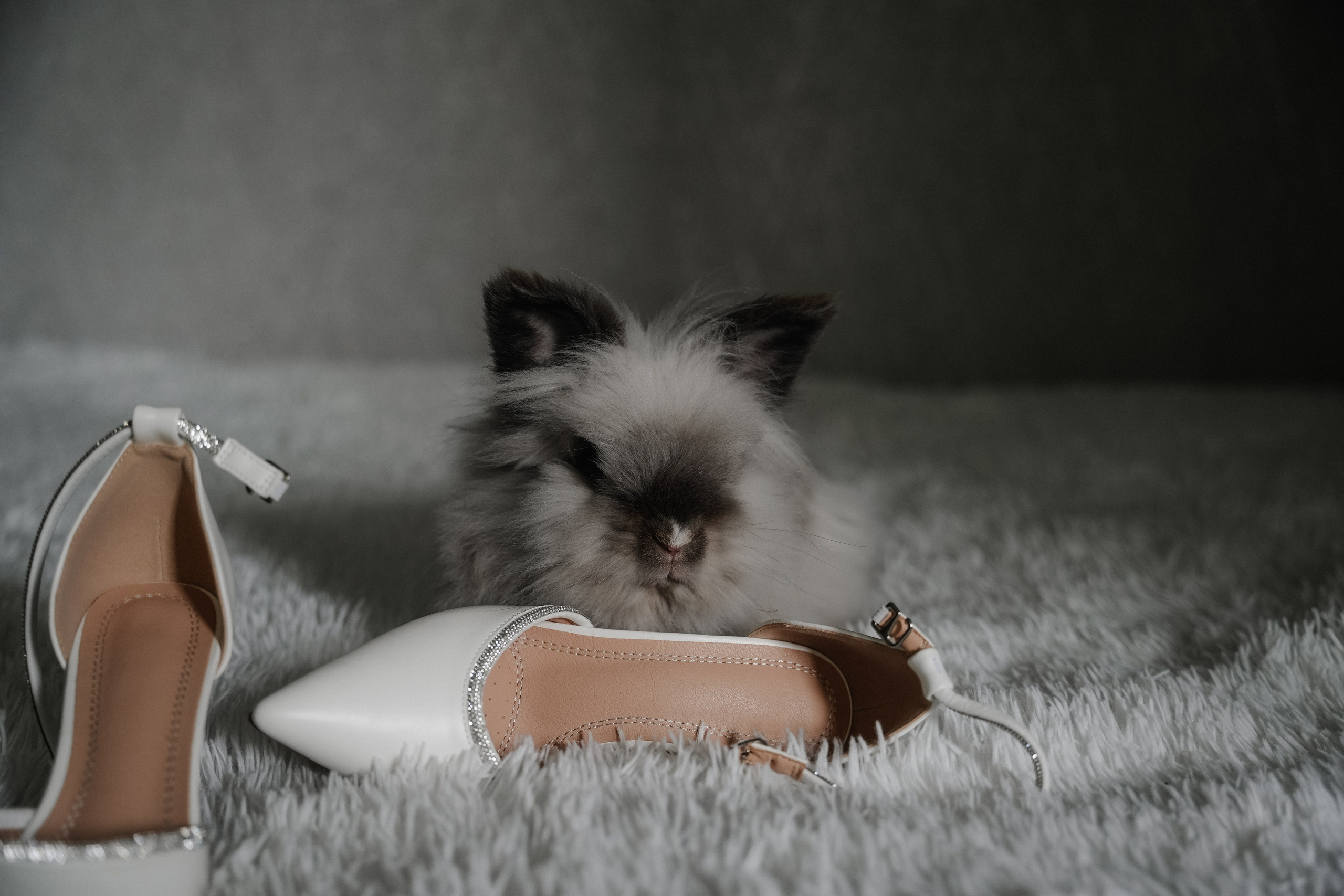 Astoria. VISUAL ARTIST · KRONGAUZ ANASTASIA