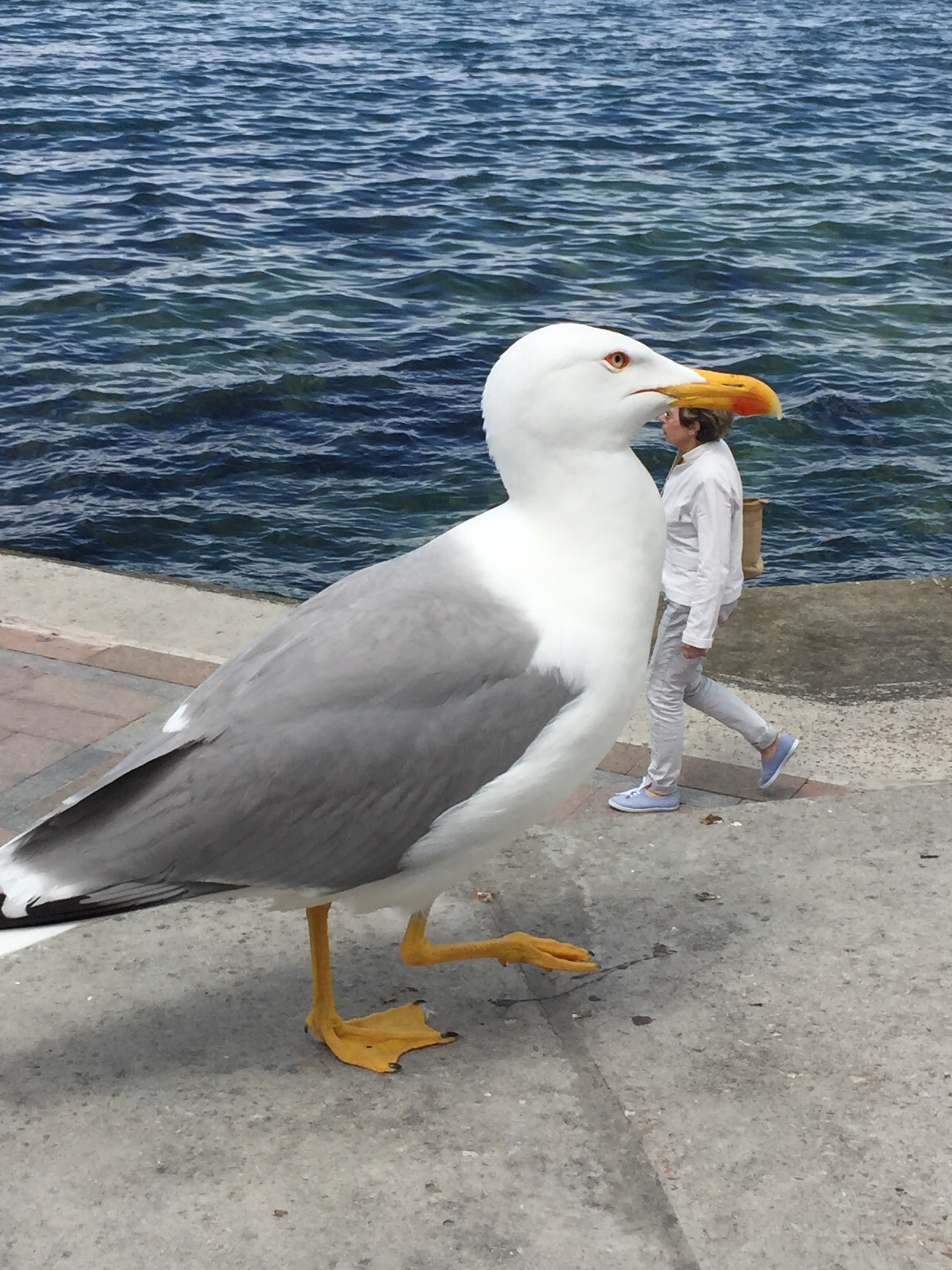 И это все о нем. Созерцатель. фотографирую что тронуло и впечатлило. самарская область