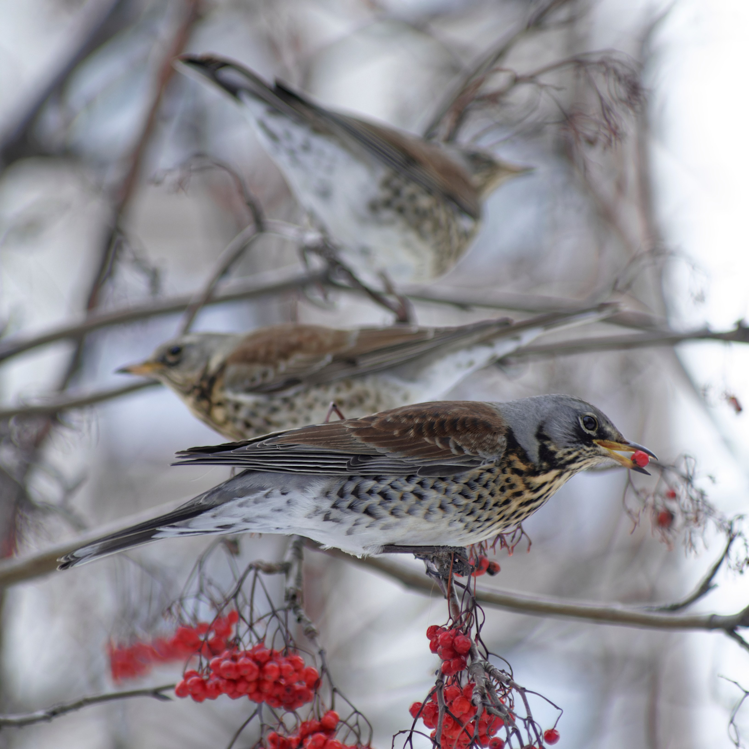 Перья. Семоха Валерий. Фотограф