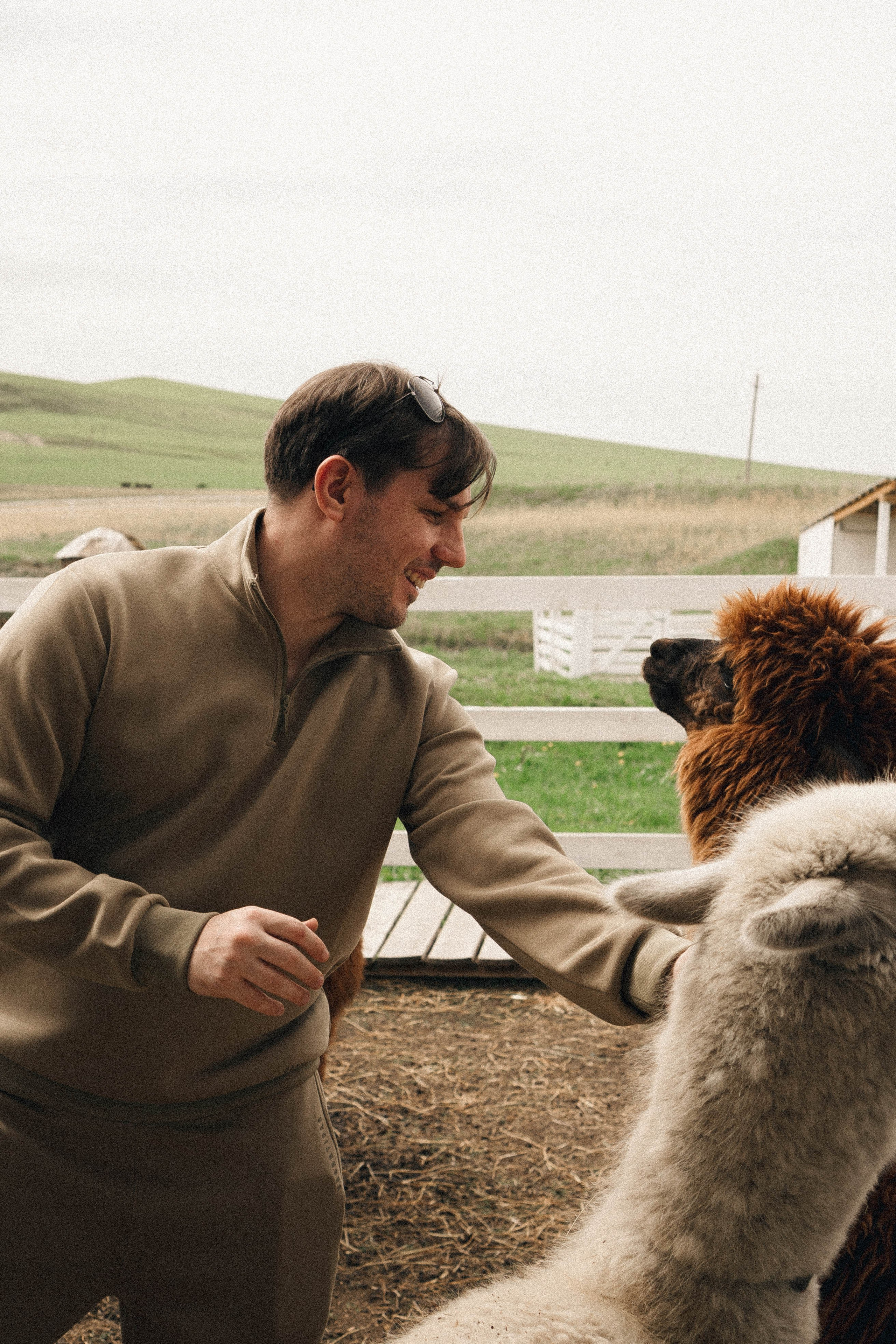 Ферма Альпак. Профессиональный фотограф, Санкт-Петербург — Виктория Богомолова