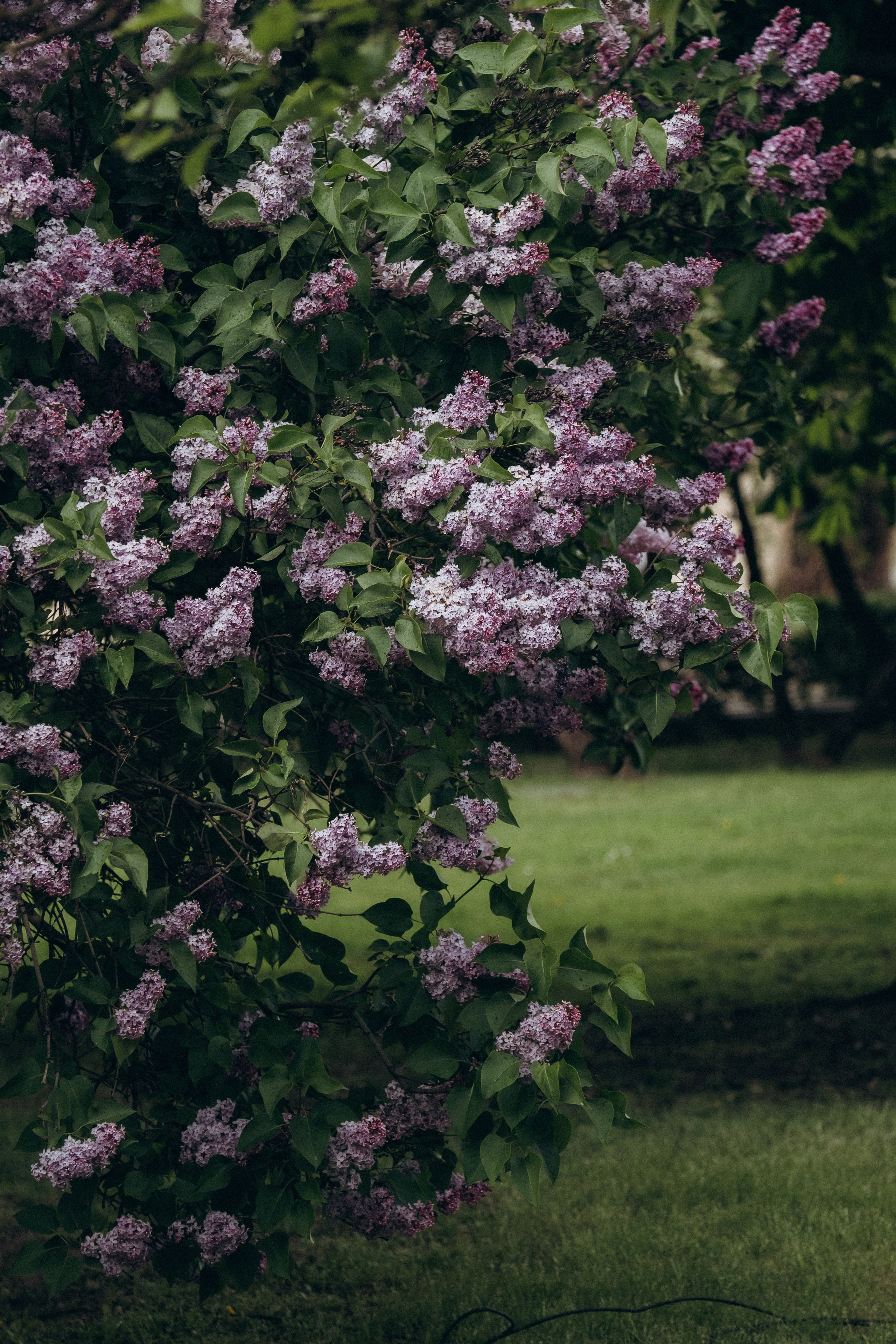 ПРОГУЛКА В МИНСКЕ. Профессиональный фотограф, Санкт-Петербург — Виктория Богомолова