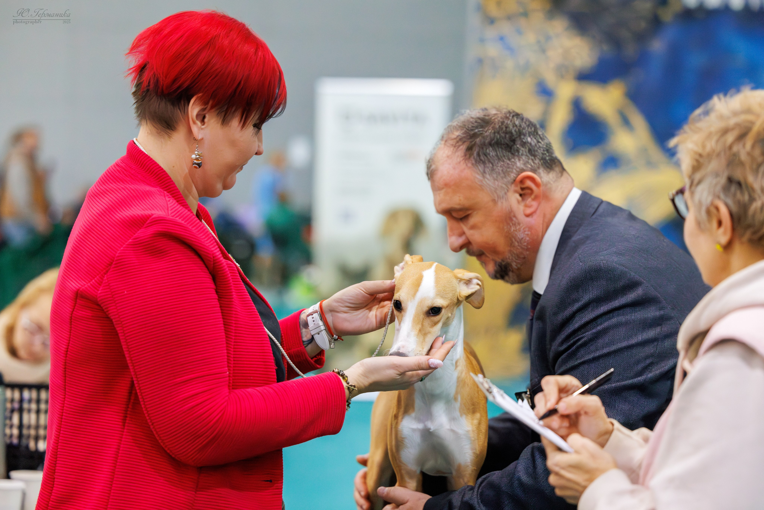 Питер ротвейлеры 18.01,Крокус 19.01.2025. Фотограф-анималист Юлия Германика