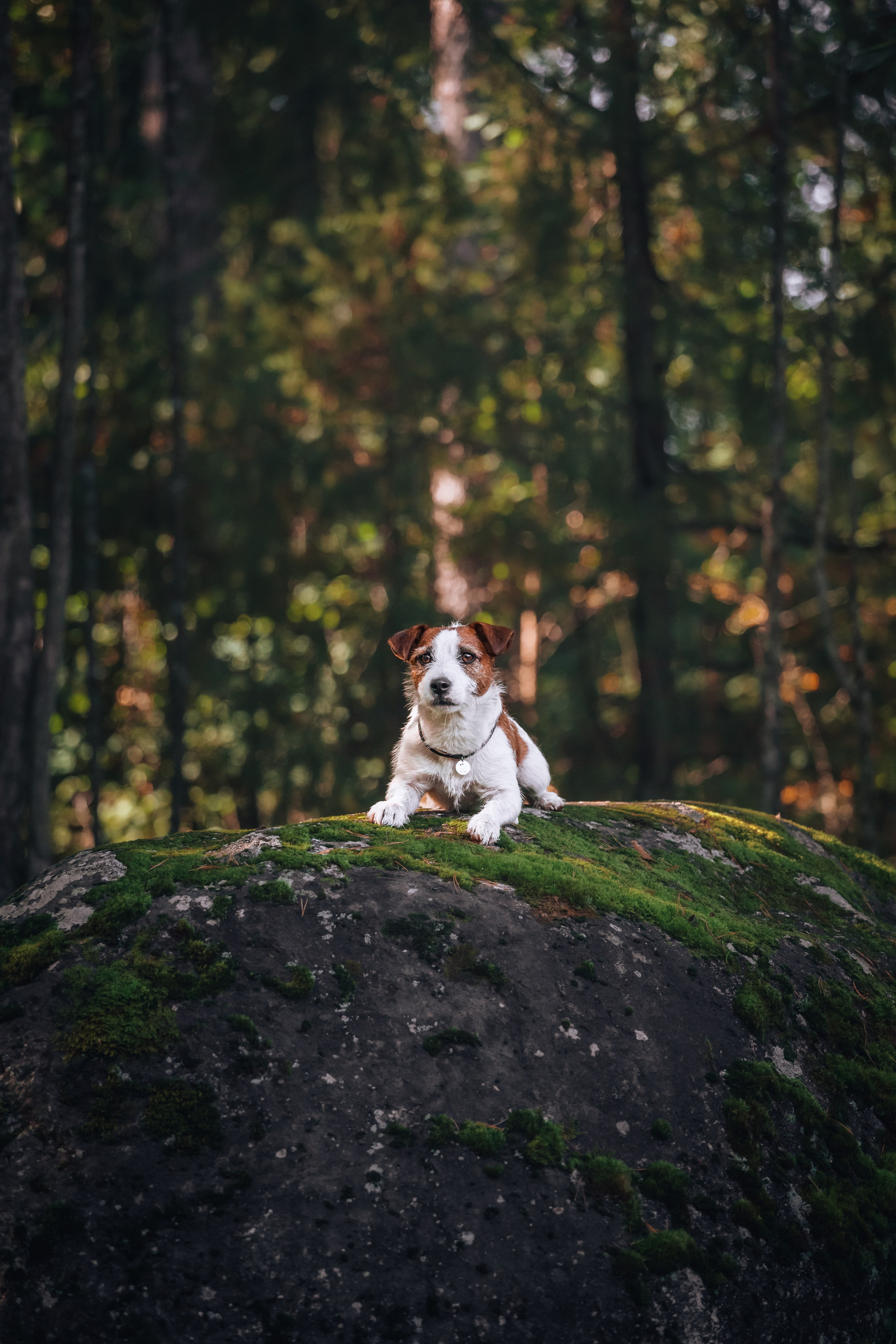 Фотопрогулка в Ленобласти. Фотограф-анималист Татьяна Степанова