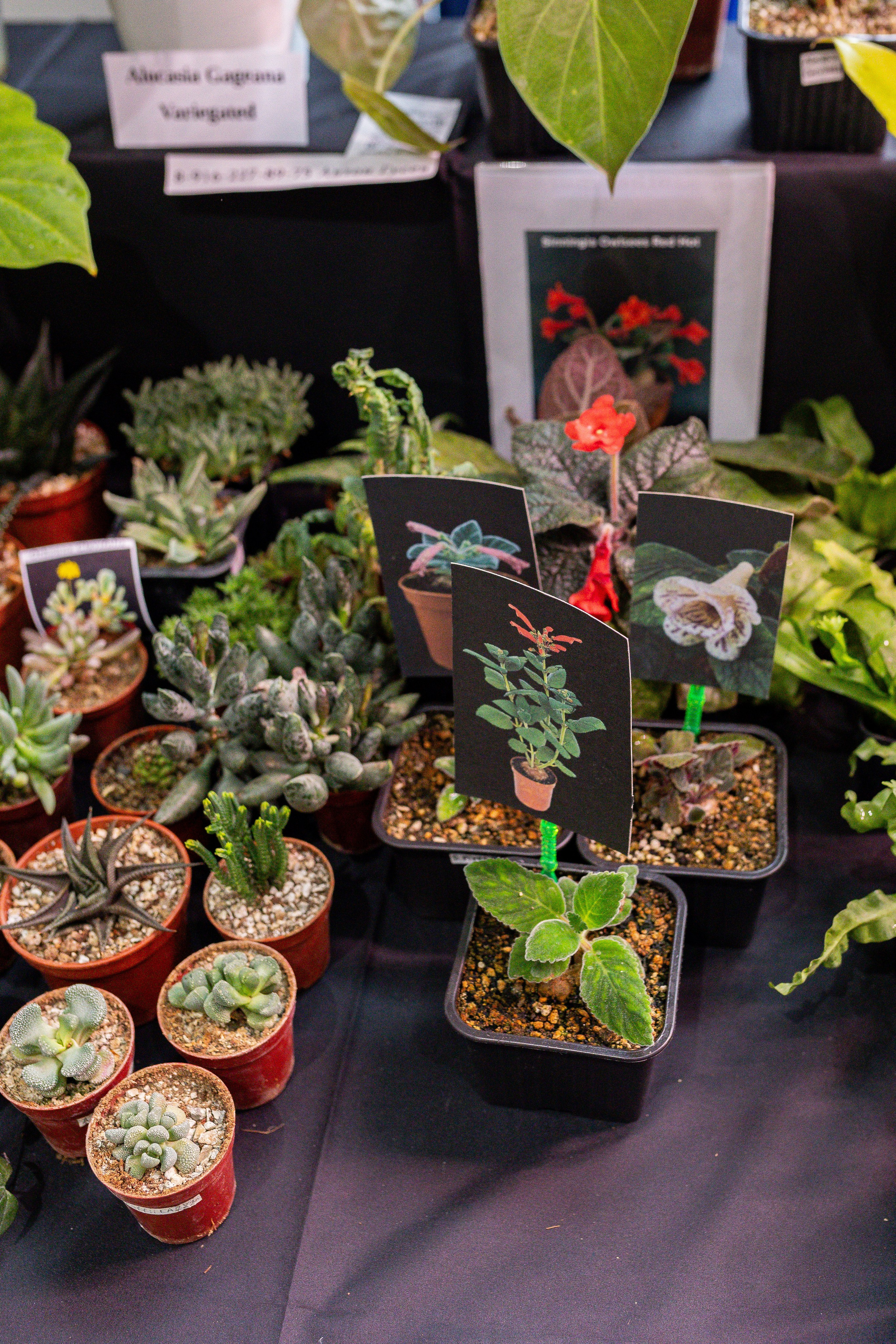 Монстериум апрель 2025. Александра Куликова фотограф, Москва