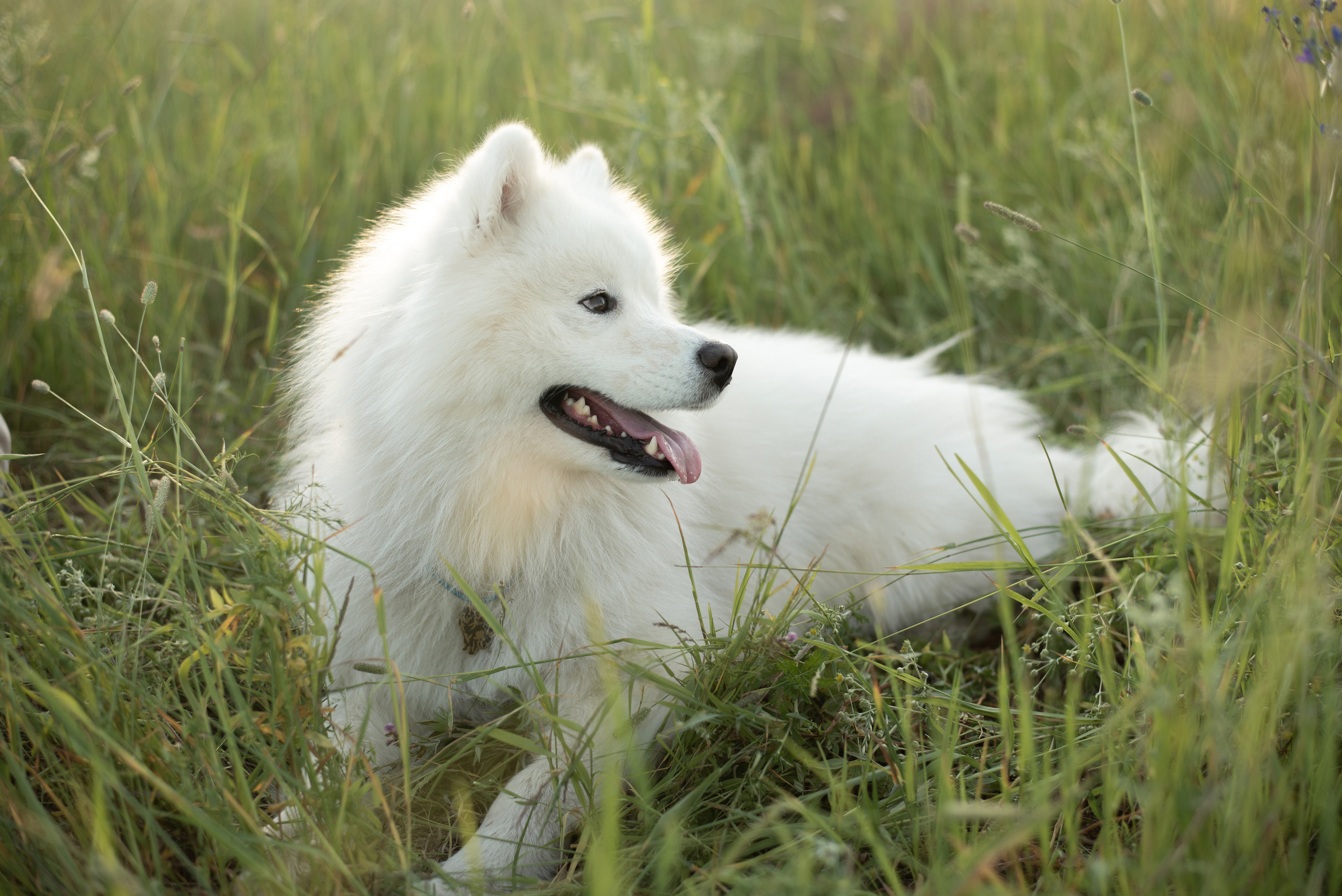 Семен, Елена, Даниил и Кай. Свадебный и семейный Фотограф в Твери Сергей Скорода