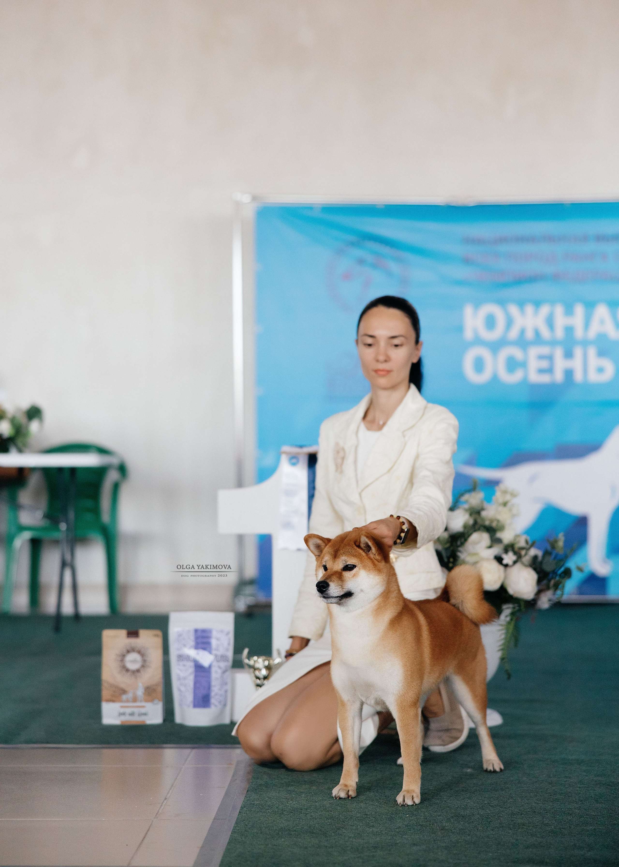 AMI HIKARI. Питомник сиба-ину «Sharm Grais» в Краснодаре