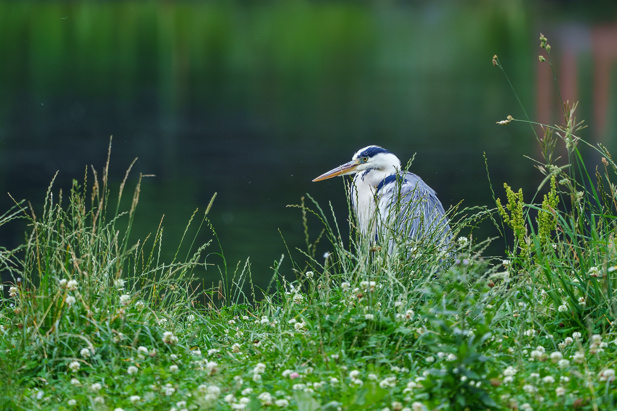 Удивительные мир птиц. Вокруг нас столько прекрасного — присмотритесь!. Ваш личный фотограф Марина Волкова