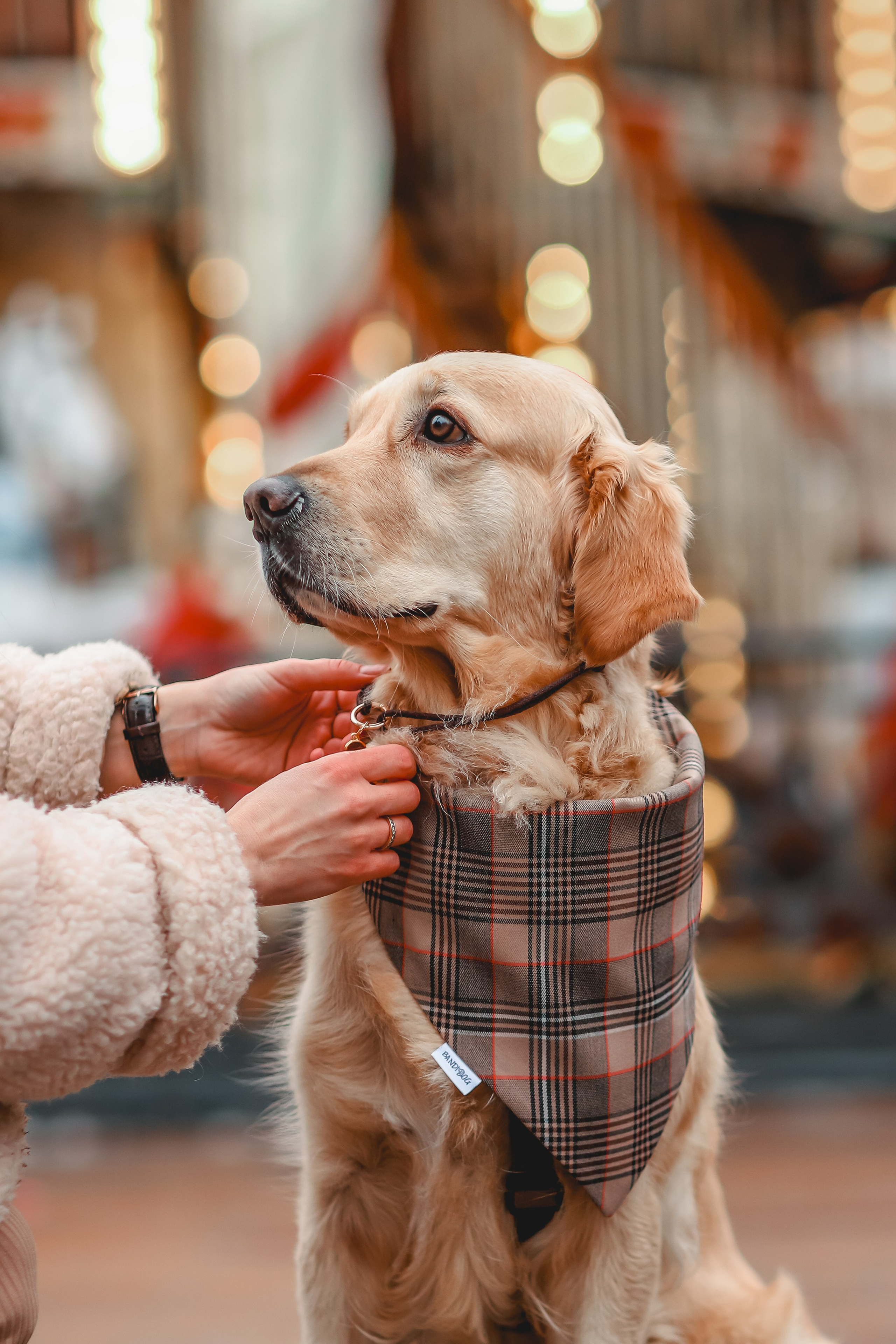 Марина и Чили. Семейный фотограф анималист Мария Крючкова