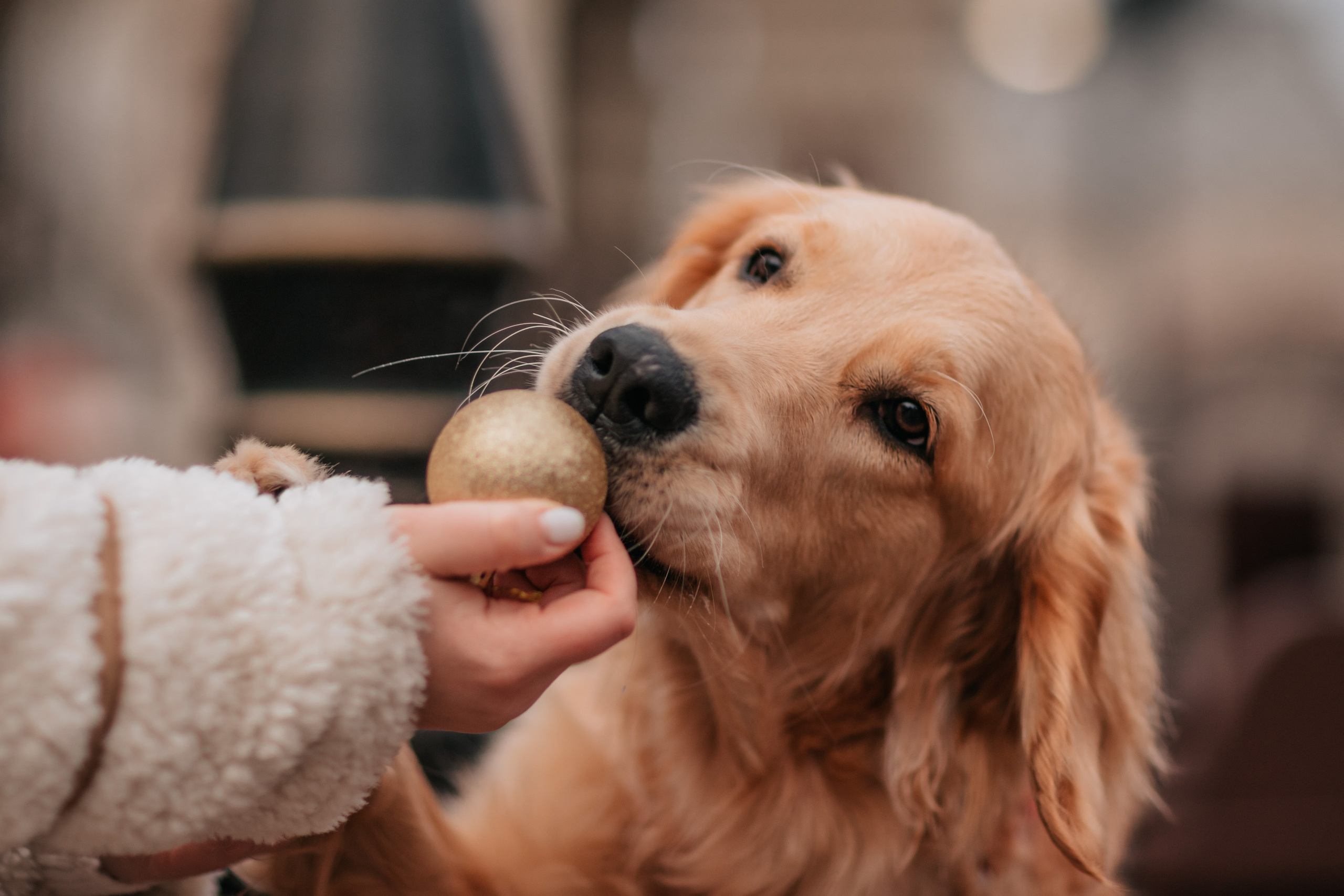 Бетти, Катя и Лёша. Новогодняя история. Семейный фотограф анималист Мария Крючкова