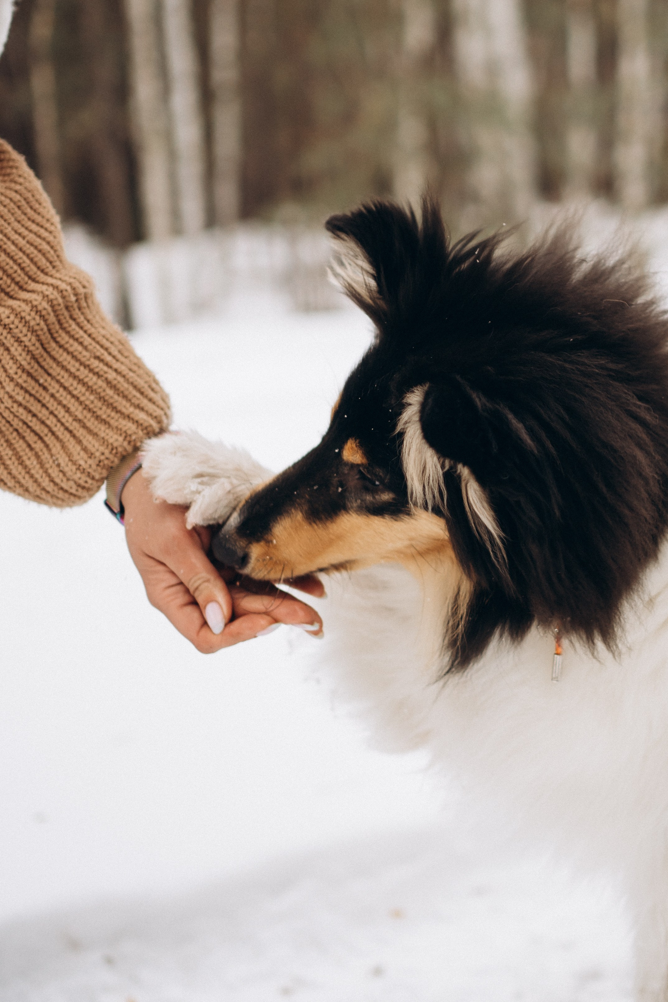 Альма. Фотограф-анималист Анастасия Большакова