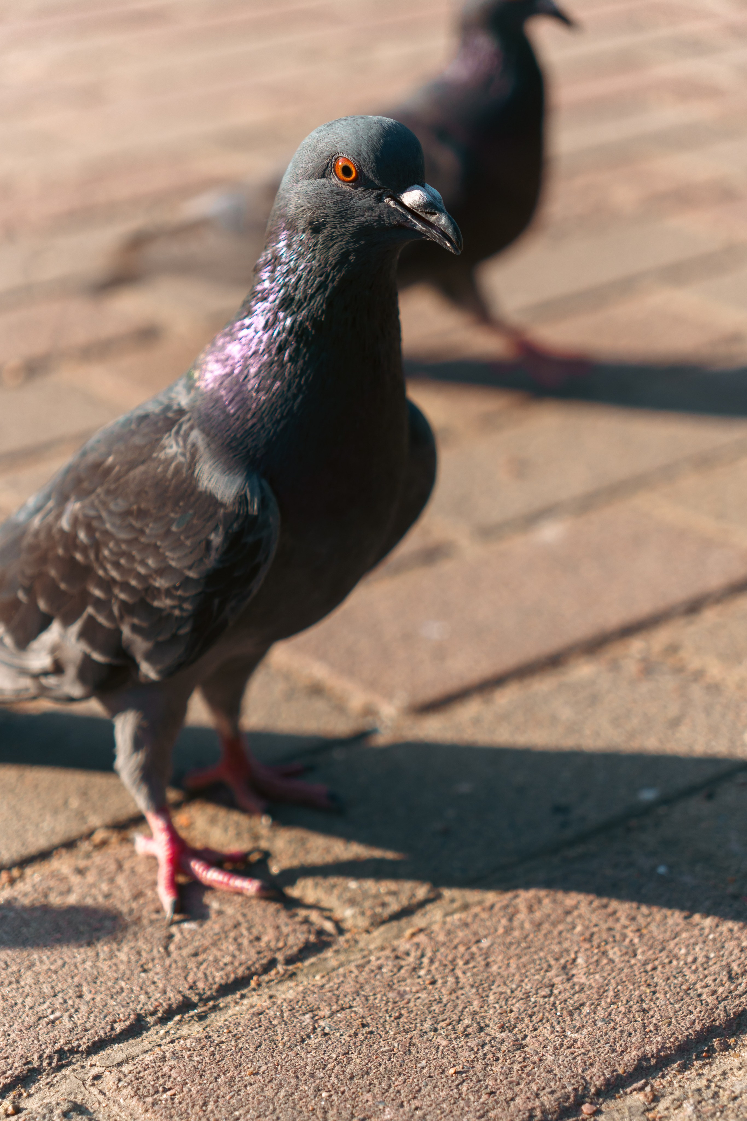 Животные. Фотограф в Санкт-Петербурге Ибрагимова Алина
