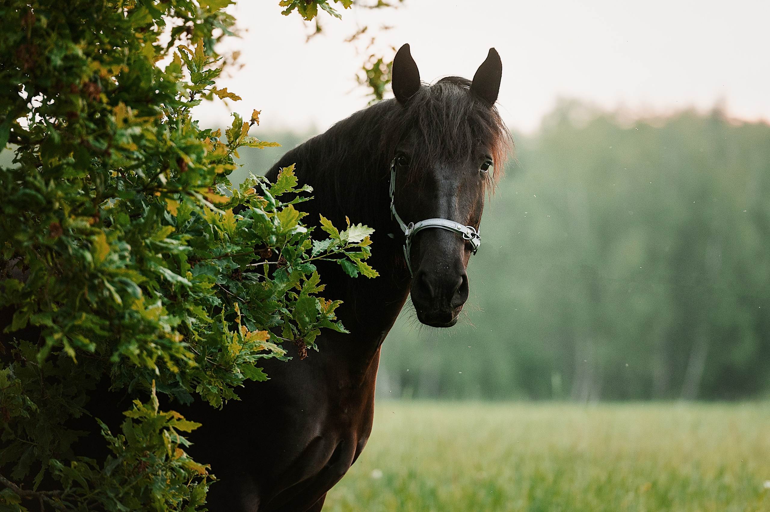 Мара. Фотограф-анималист