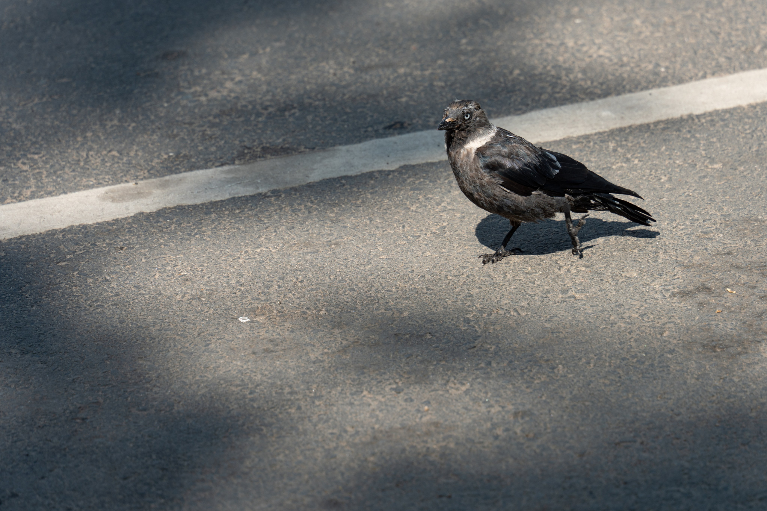 20250729-30 Ростов. Дмитрий Ремизов. Фотография, как хобби