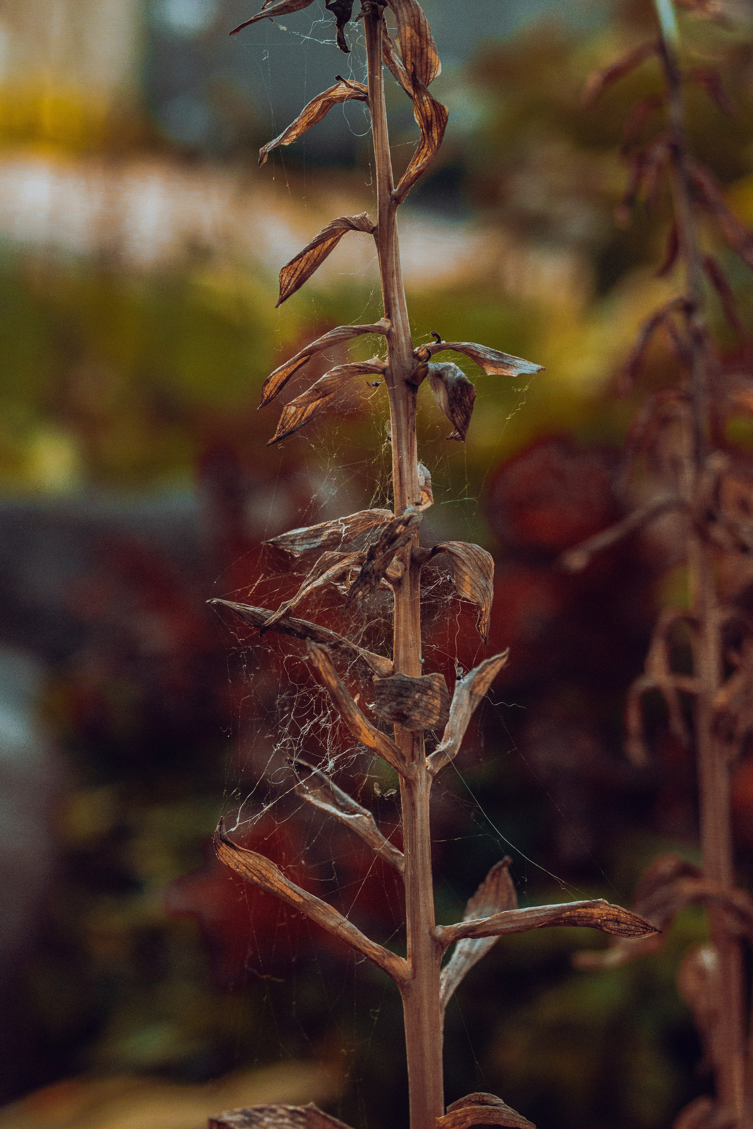 Природа. Фотограф Москва, портрет, стрит, репортаж. Художественная фотосессия