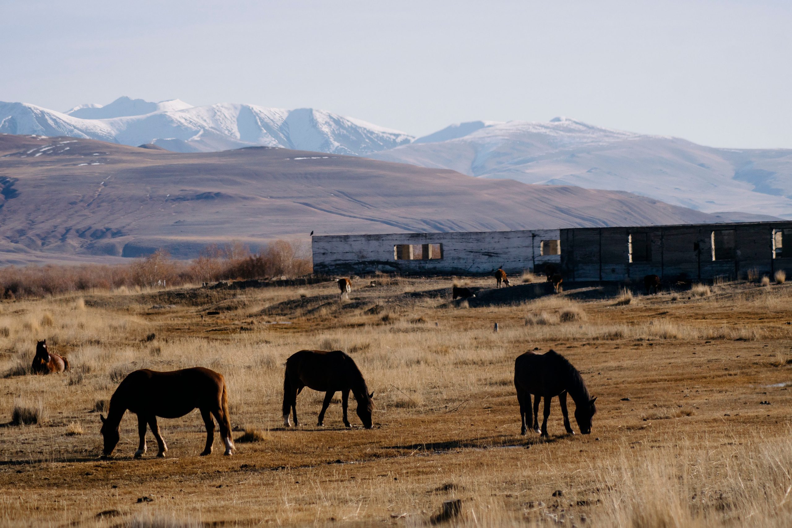 Altai landscape. Iraogo