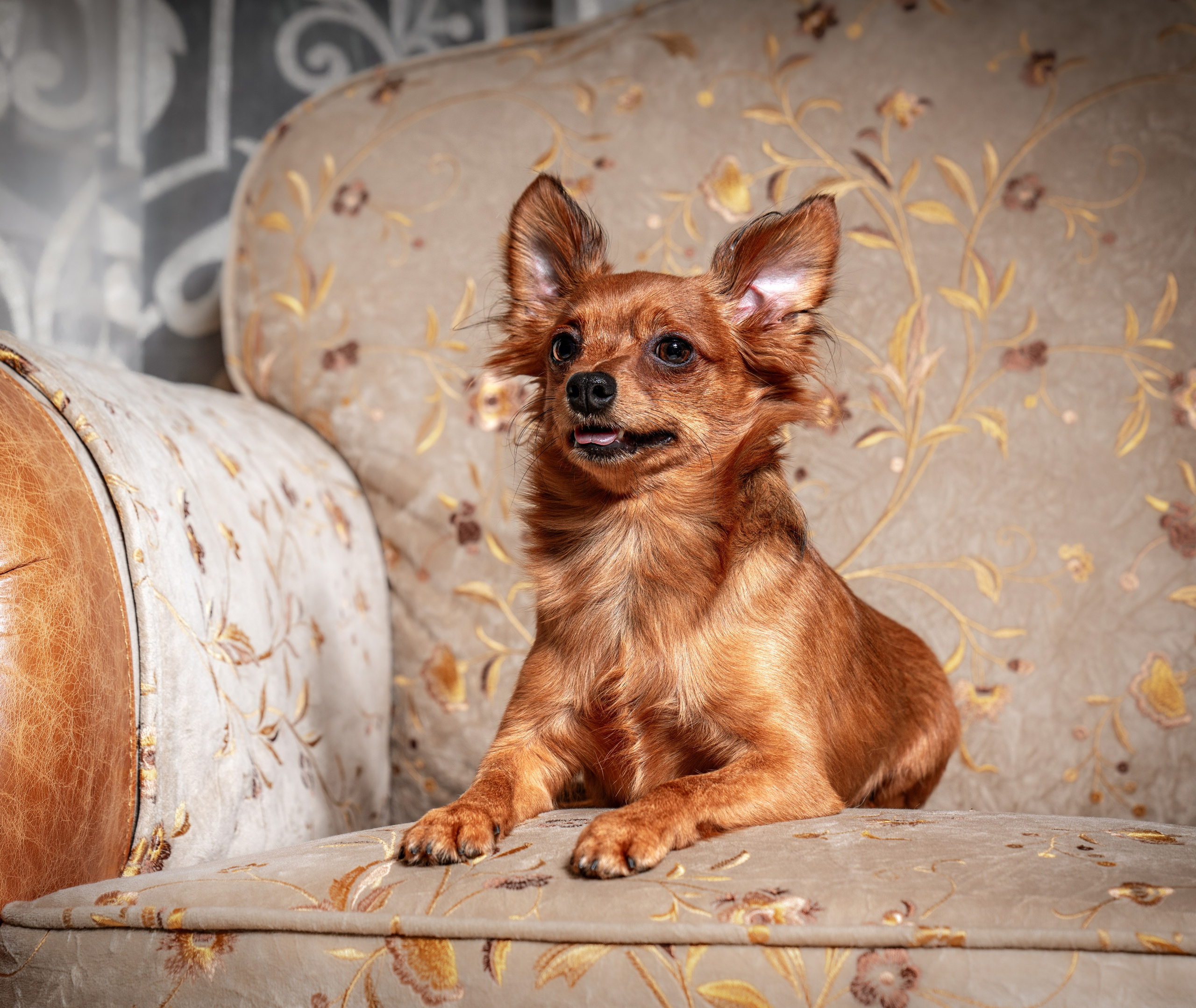 ФОТОПАМЯТЬ ВАШИХ ЭМОЦИЙ. Фотограф-анималист, семейный фотограф в Москве и Подмосковье. Фотосъёмка кинологических дисциплин
