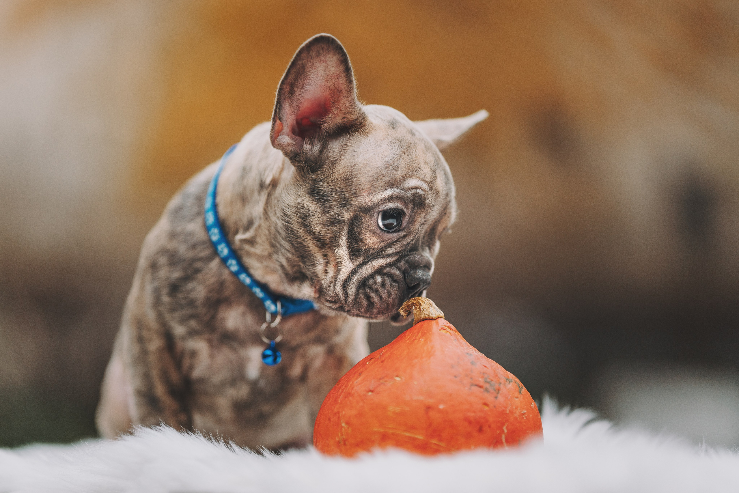 Французские бульдоги. Фотограф анималист Осипчикова Мария