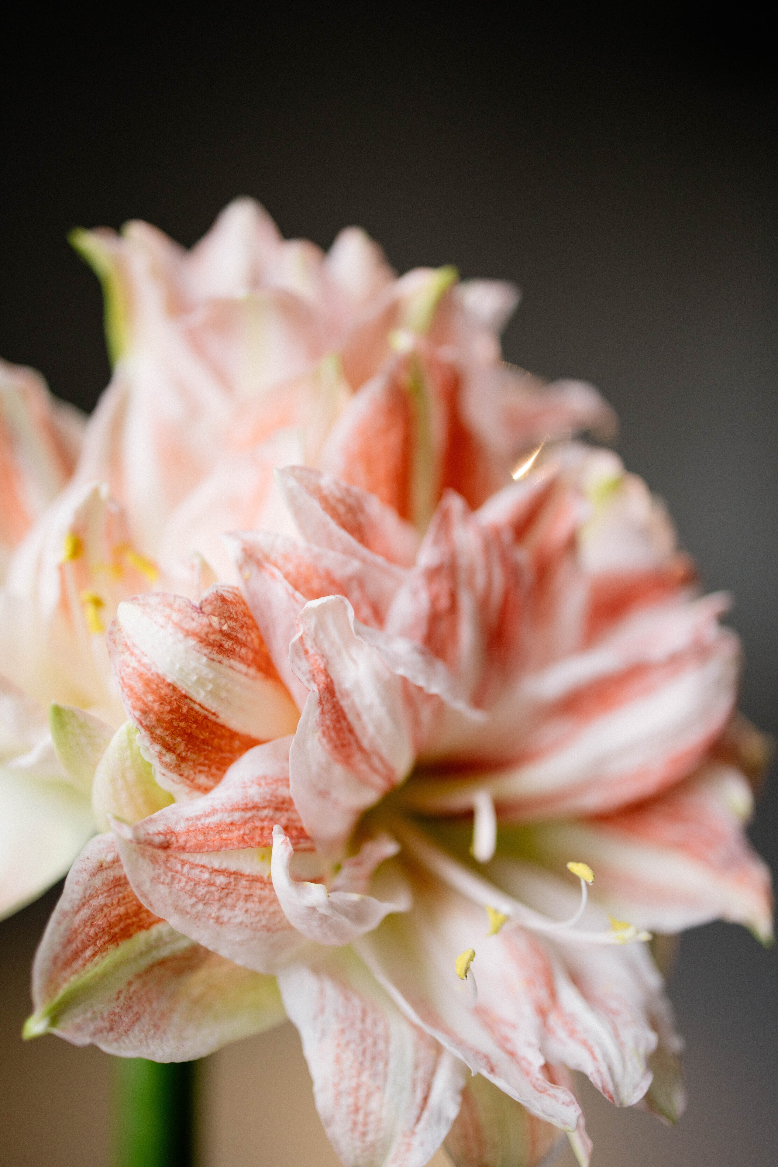 Арина. Фотограф в Новосибирске