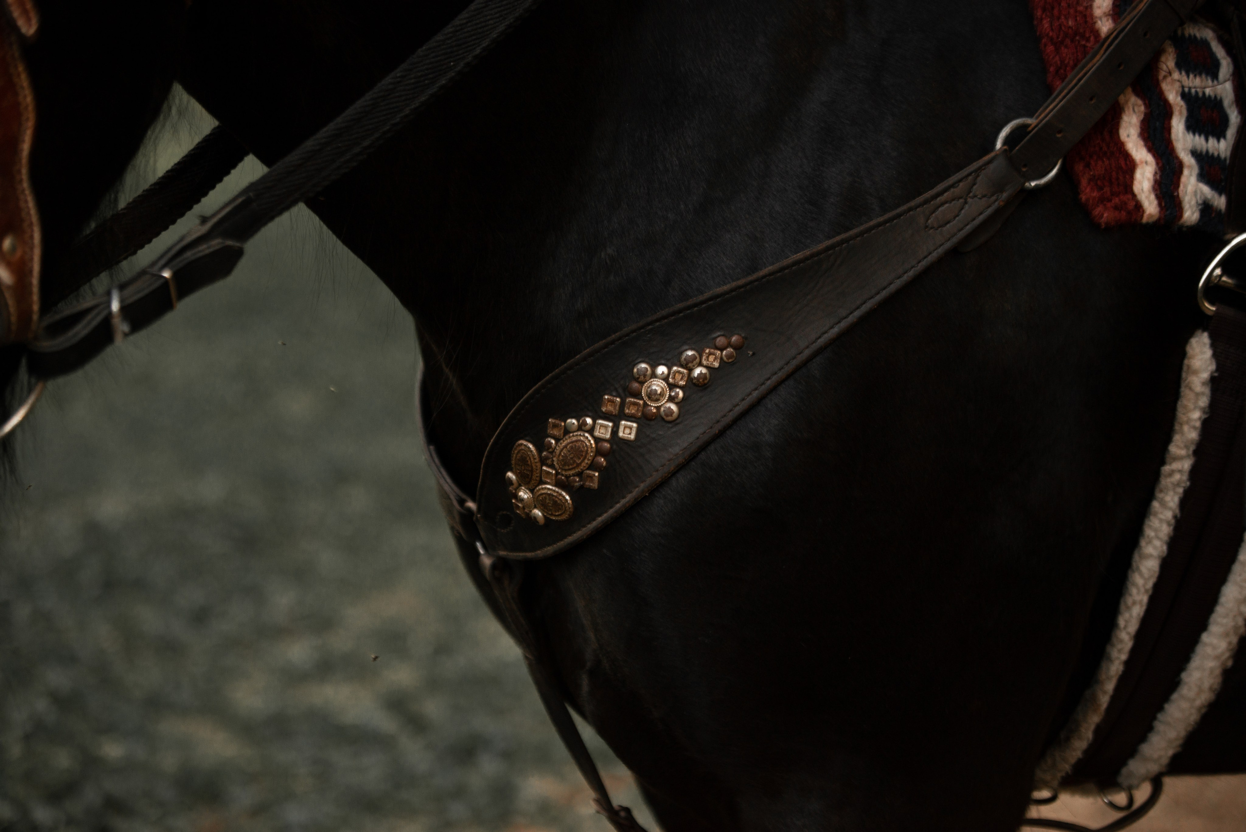 Наташа и Бугульма. Конный фотограф в Саратове Юлия Иванова