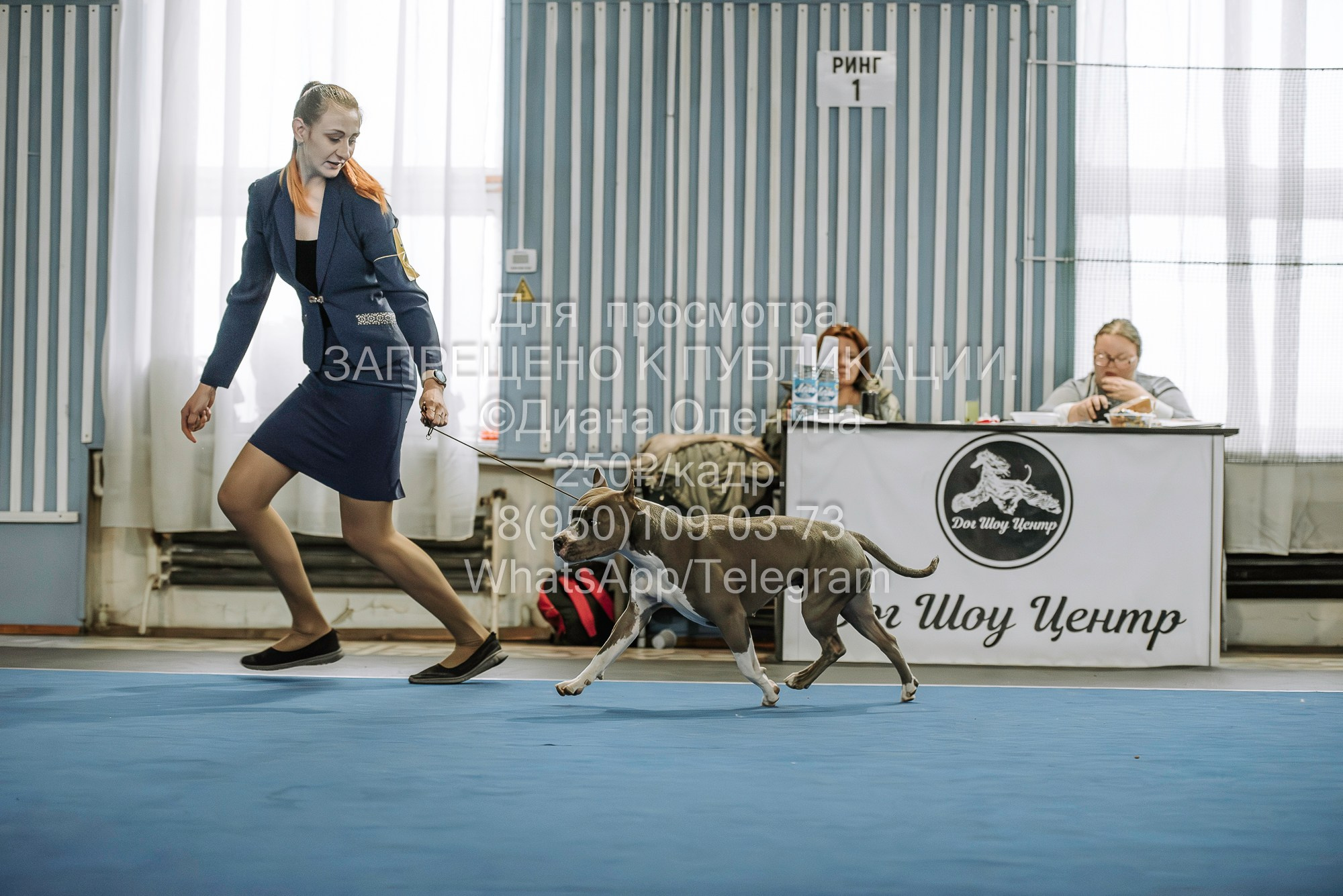 Выставка собак Красноярск 29.10.2023. Фотограф Диана Оленина Красноярск / Братск