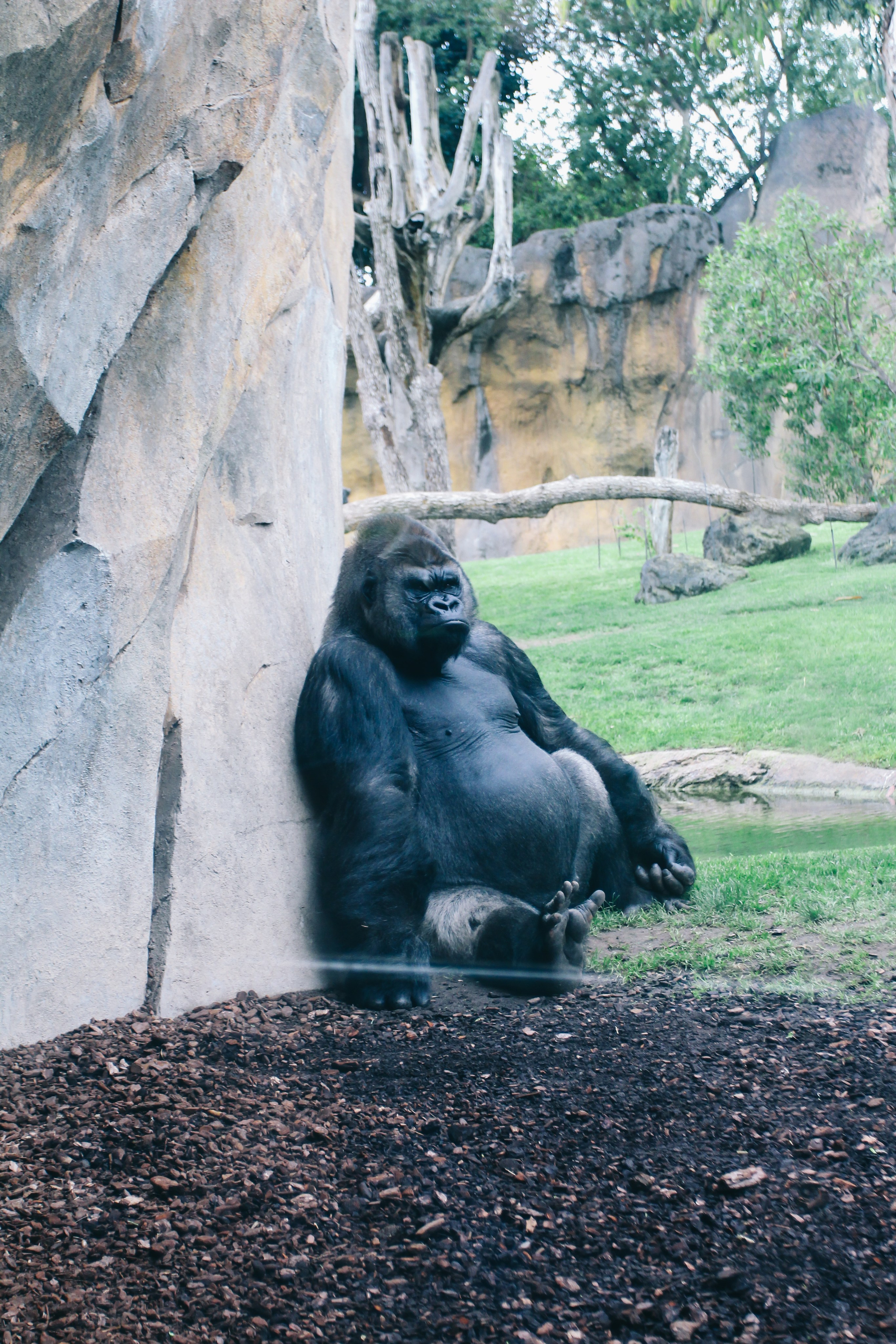 Фотографии животных