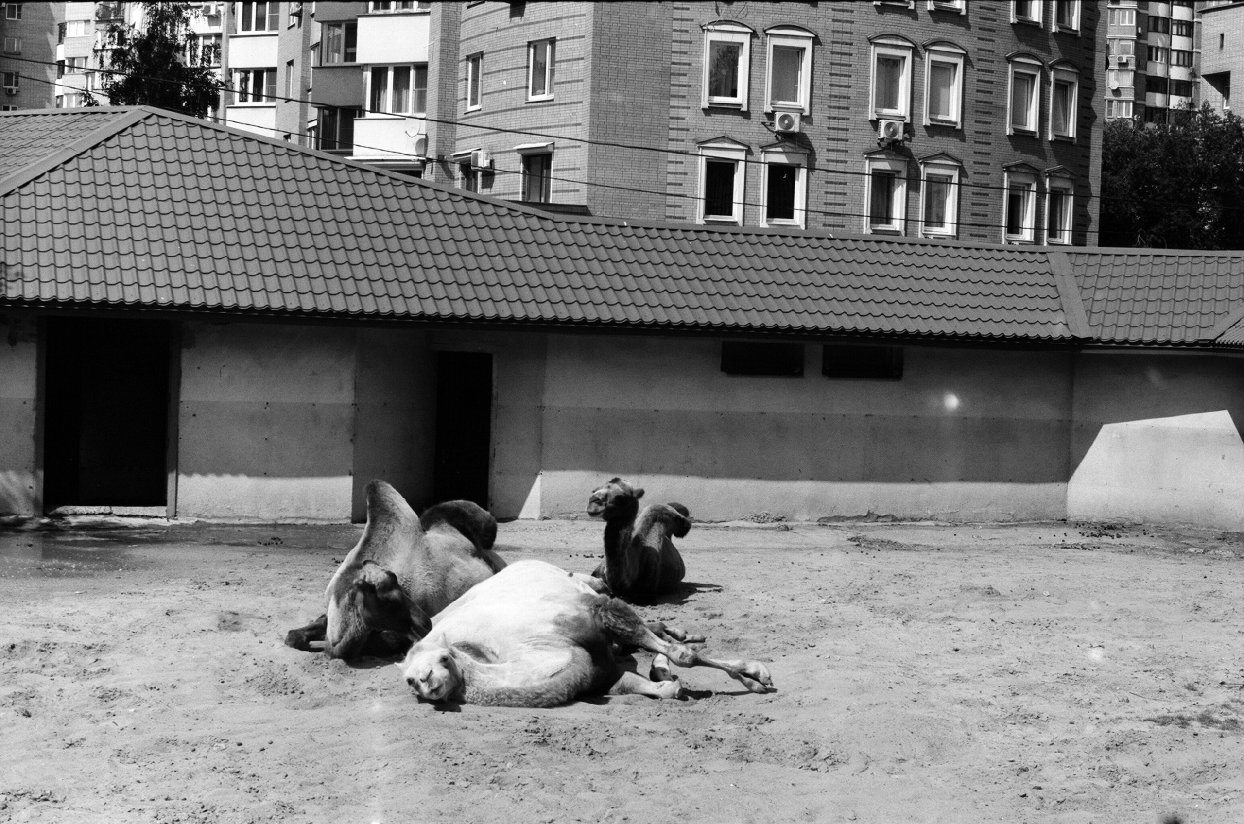 Альбом пленочных ЧБ-фото. Репортажный и семейный фотограф — Шелихов Сергей