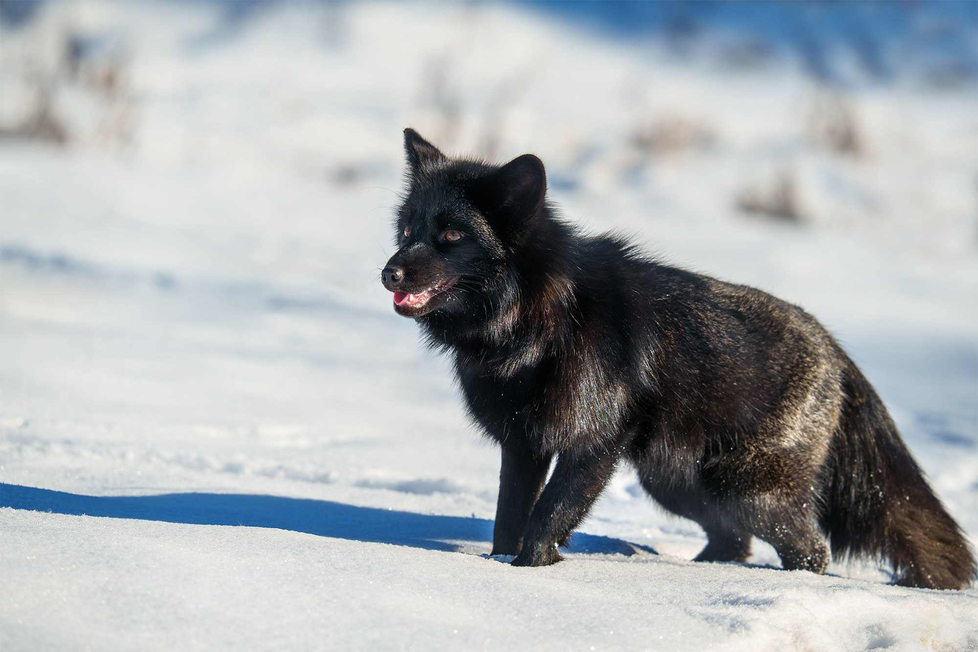 Животные. Ваш личный фотограф Марина Волкова