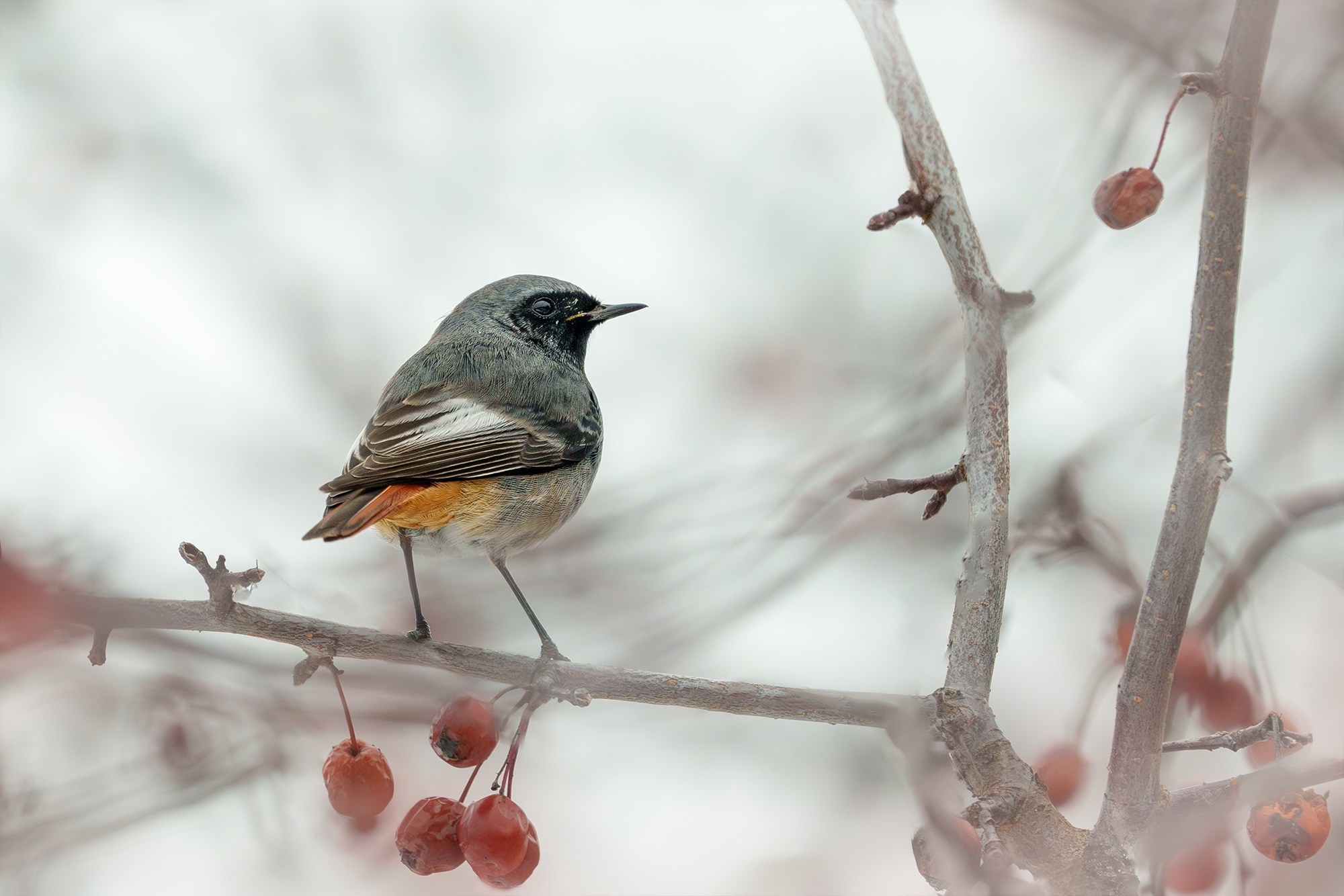 Удивительные мир птиц. Вокруг нас столько прекрасного — присмотритесь!. Ваш личный фотограф Марина Волкова