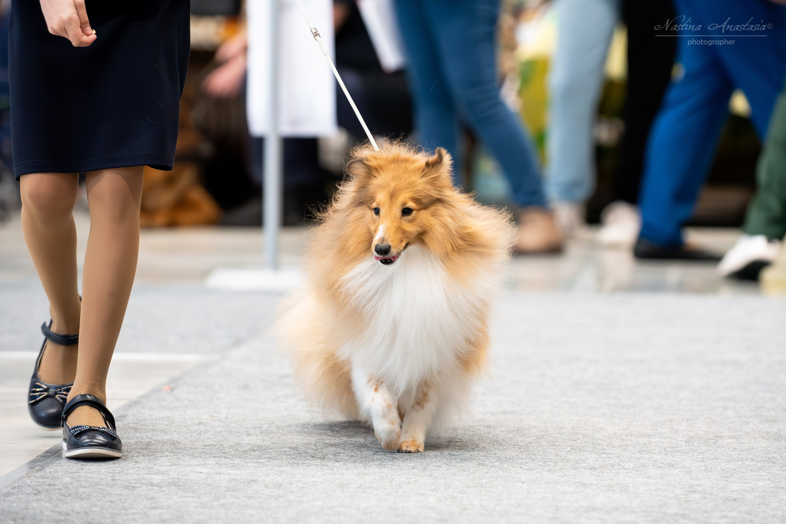 Выставки. Фотограф — Анималист