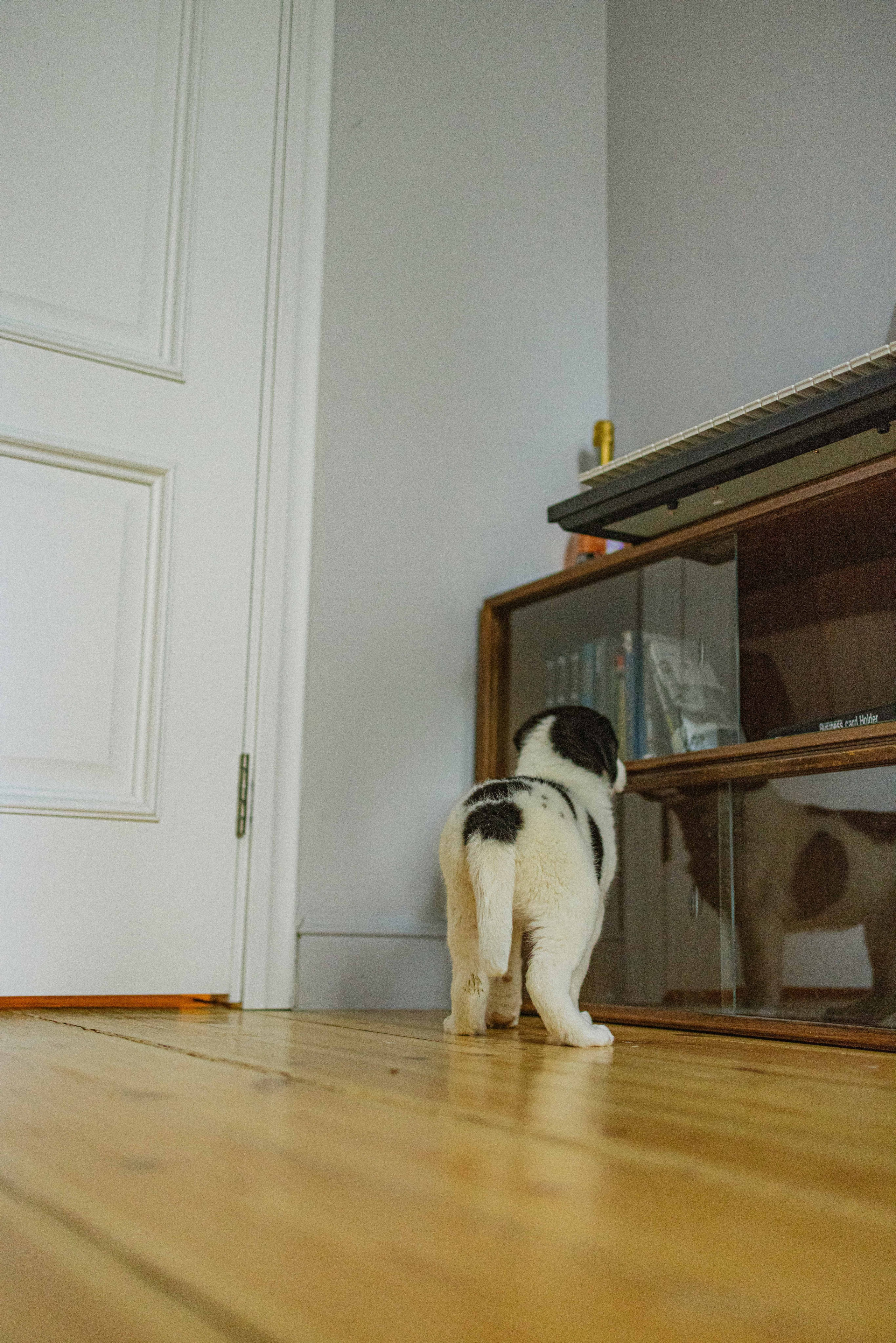 Щеночки. Фотограф-анималист в Москве Лера Черноног