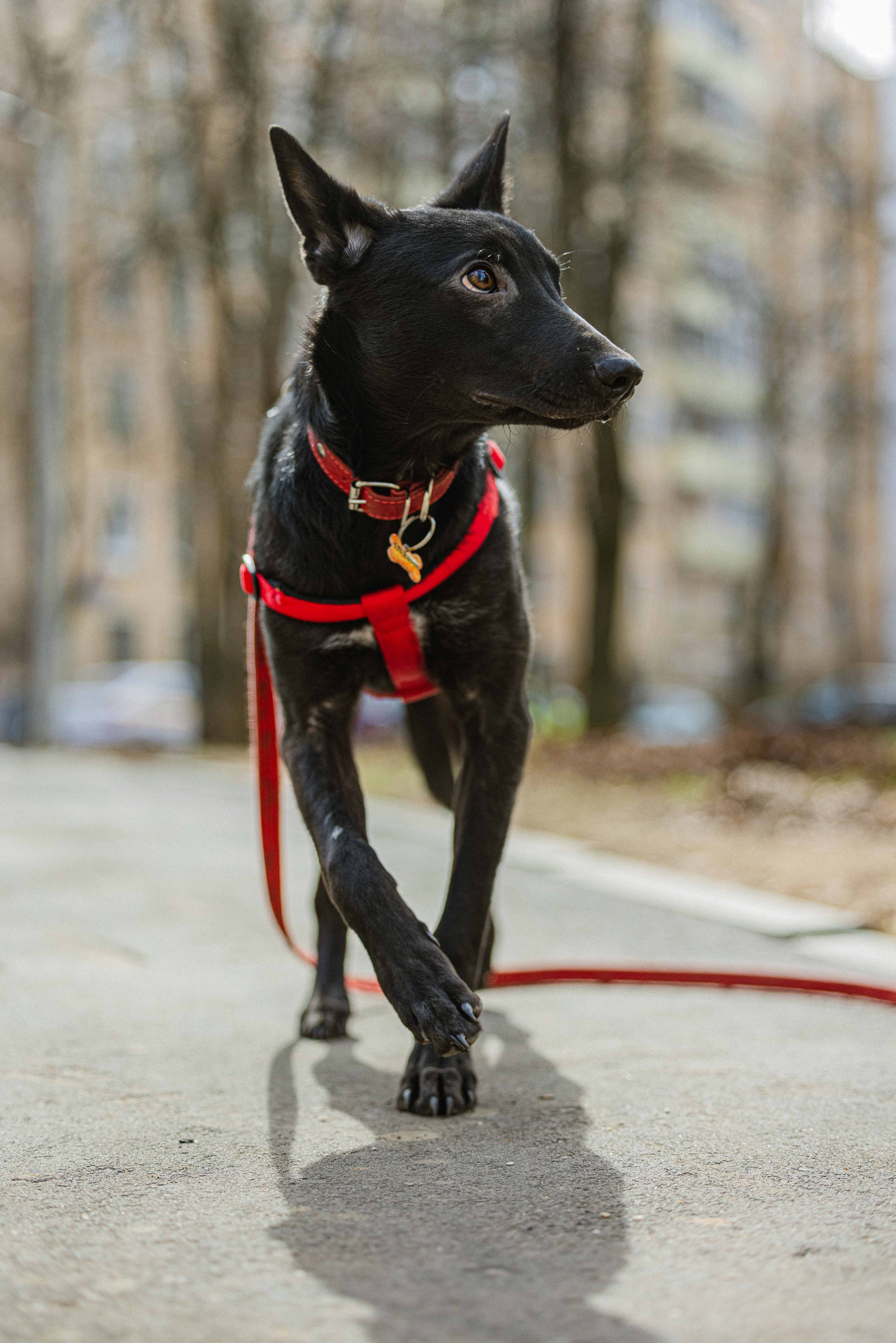 Булька. Фотограф-анималист в Москве Лера Черноног