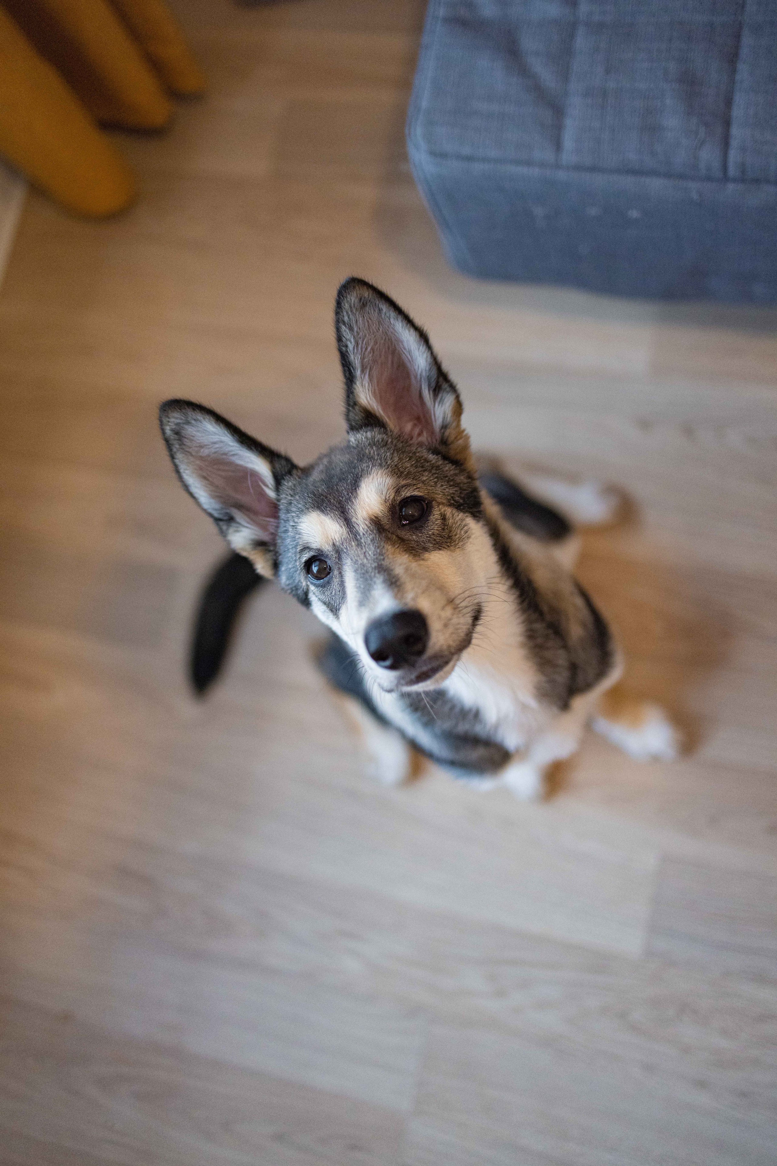 Шами. Фотограф-анималист в Москве Лера Черноног