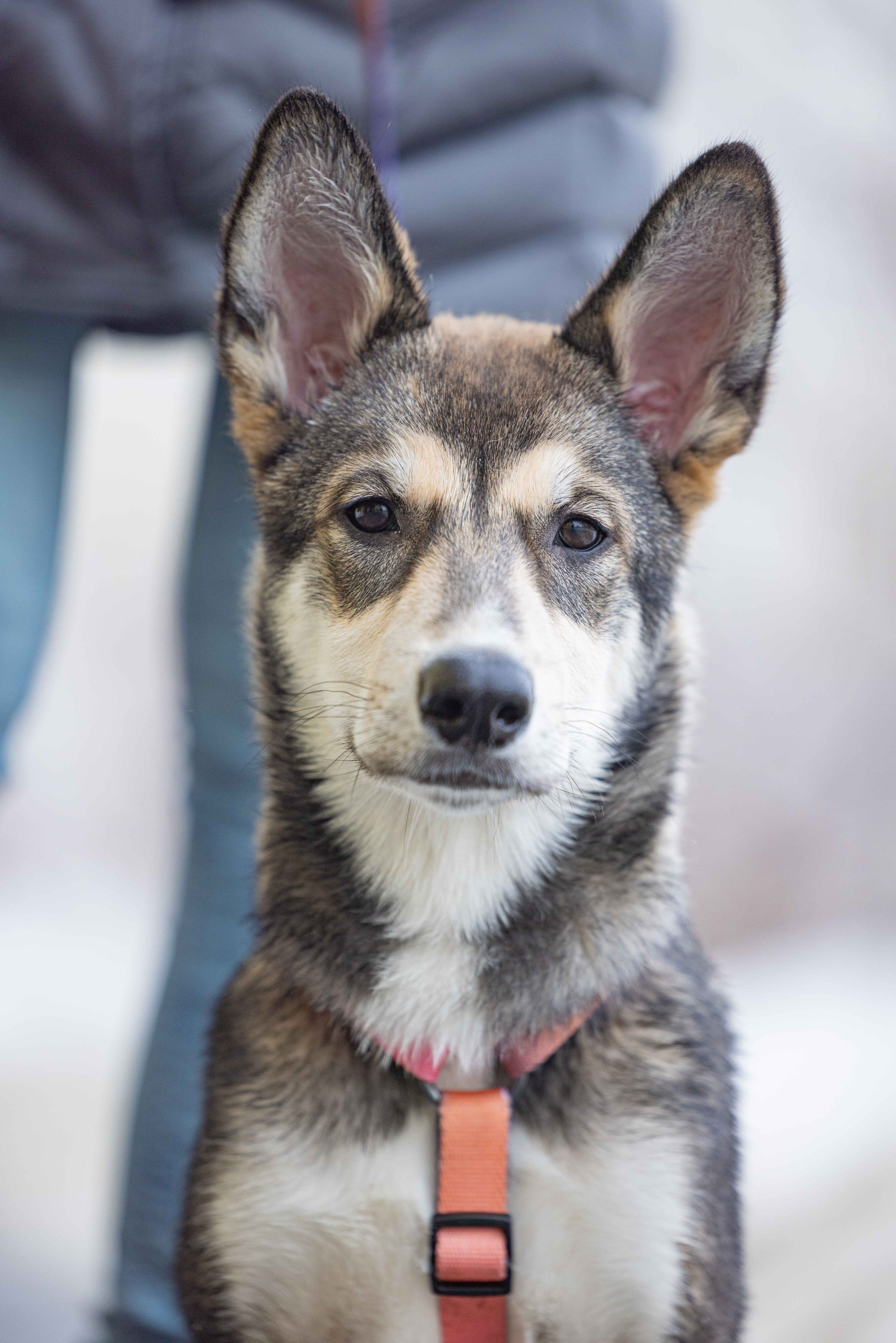 Шами. Фотограф-анималист в Москве Лера Черноног