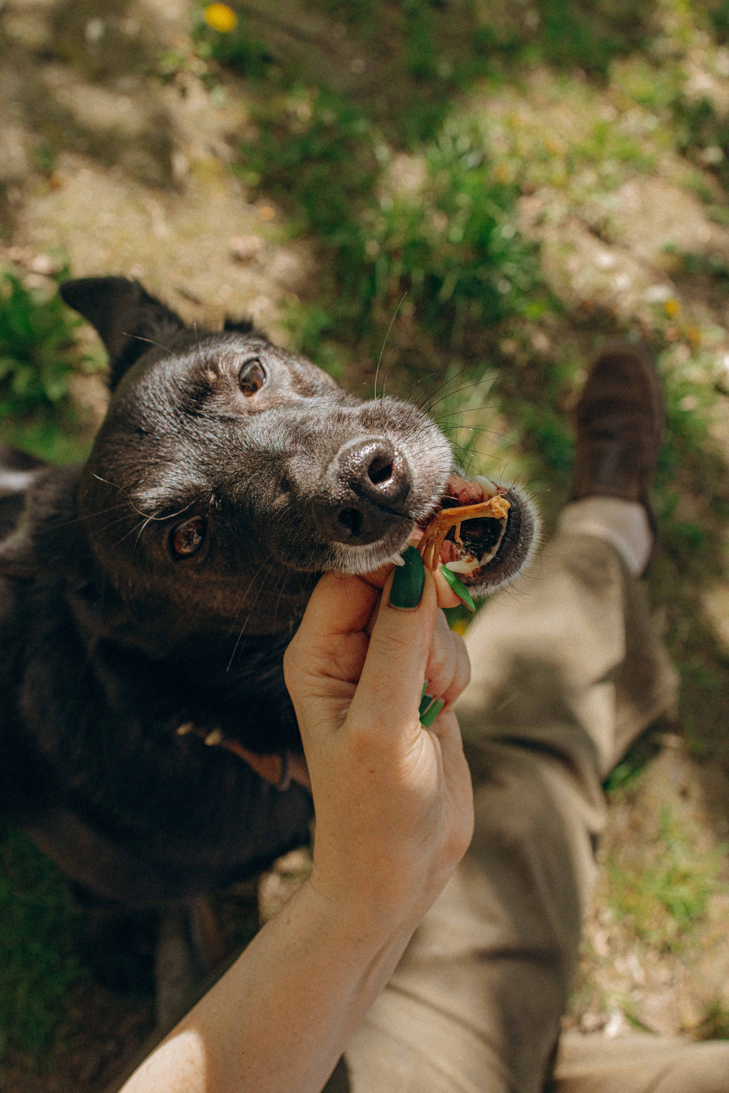 Наталья, Марфа и Норд. Фотограф-анималист в Москве Лера Черноног
