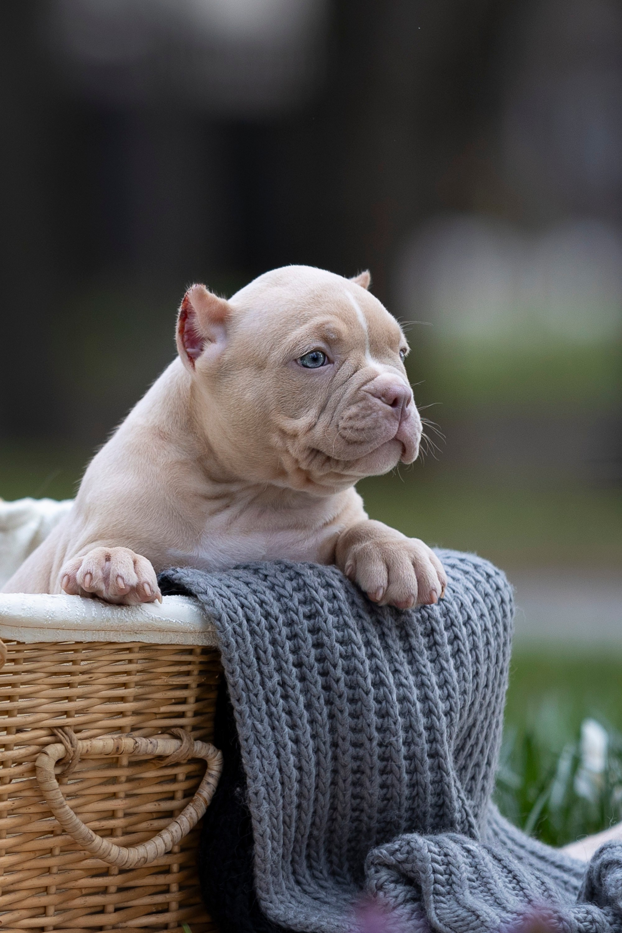 Американский Булли. Фотограф анималист, семейный фотограф, фотограф собак Комратова Мария. г. Москва