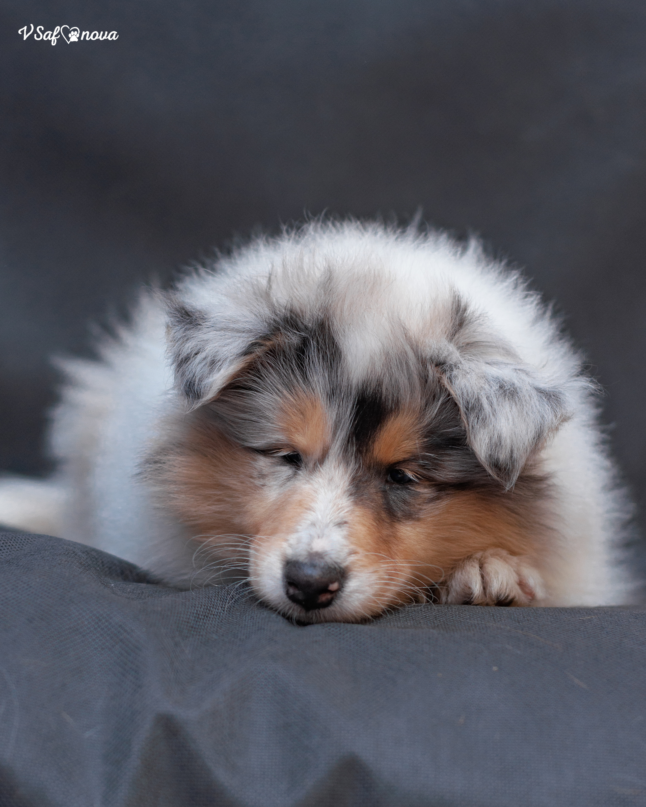 Колли 22.03.2022. Фотограф анималист Благовещенск. Сафонова Виктория