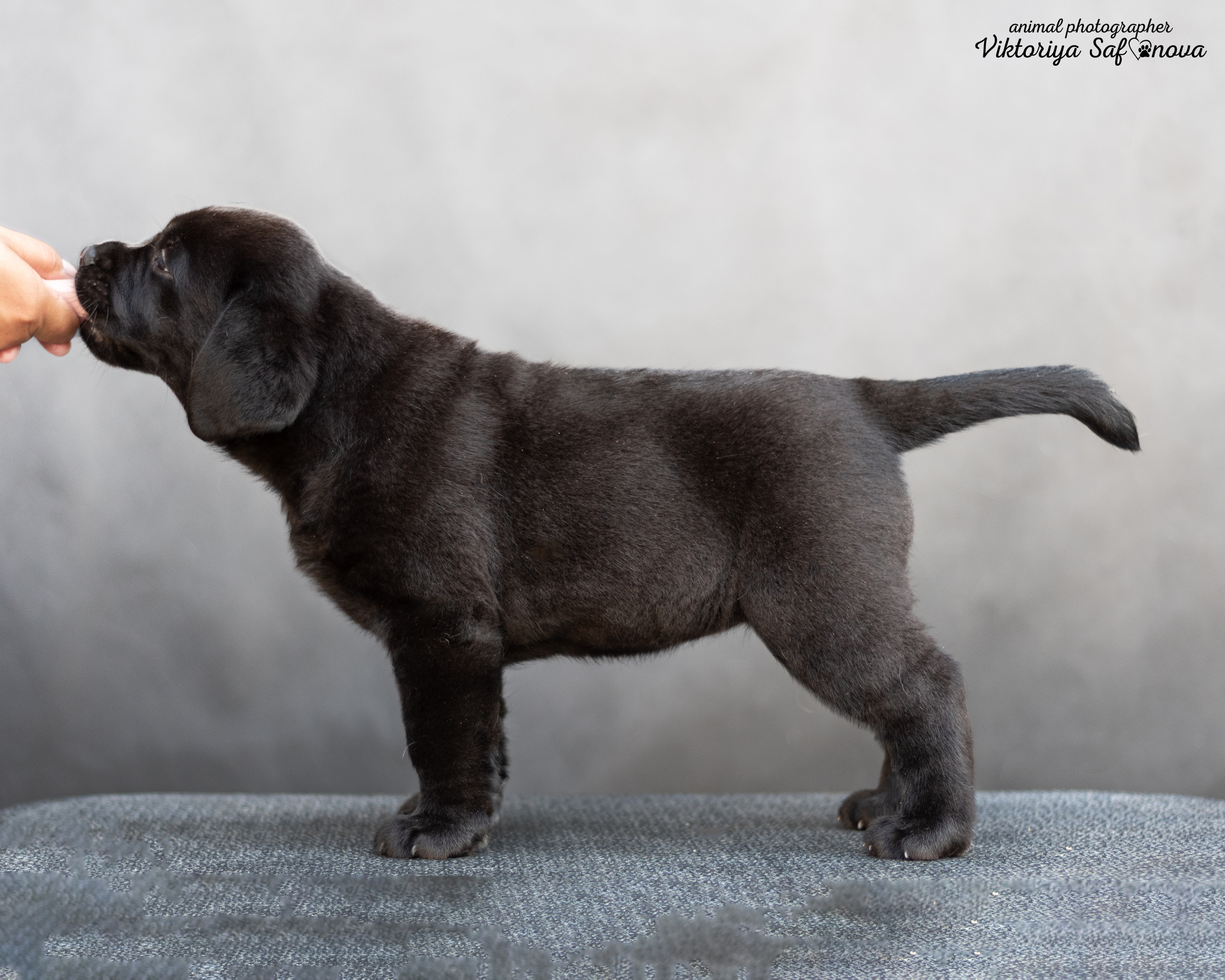 Лабродорчики 08.07.2022. Фотограф анималист Благовещенск. Сафонова Виктория