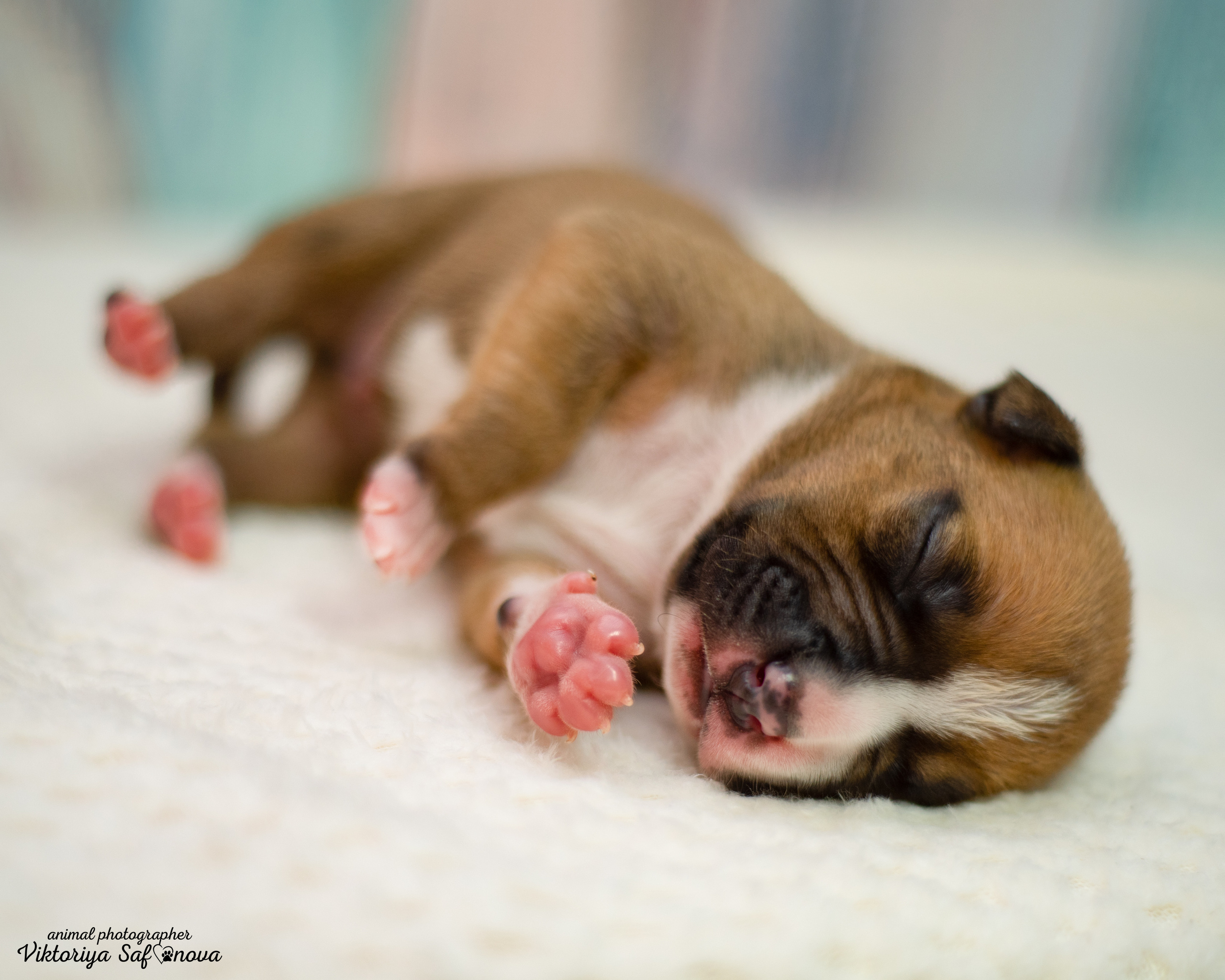 Стафики 17.07.2022. Фотограф анималист Благовещенск. Сафонова Виктория