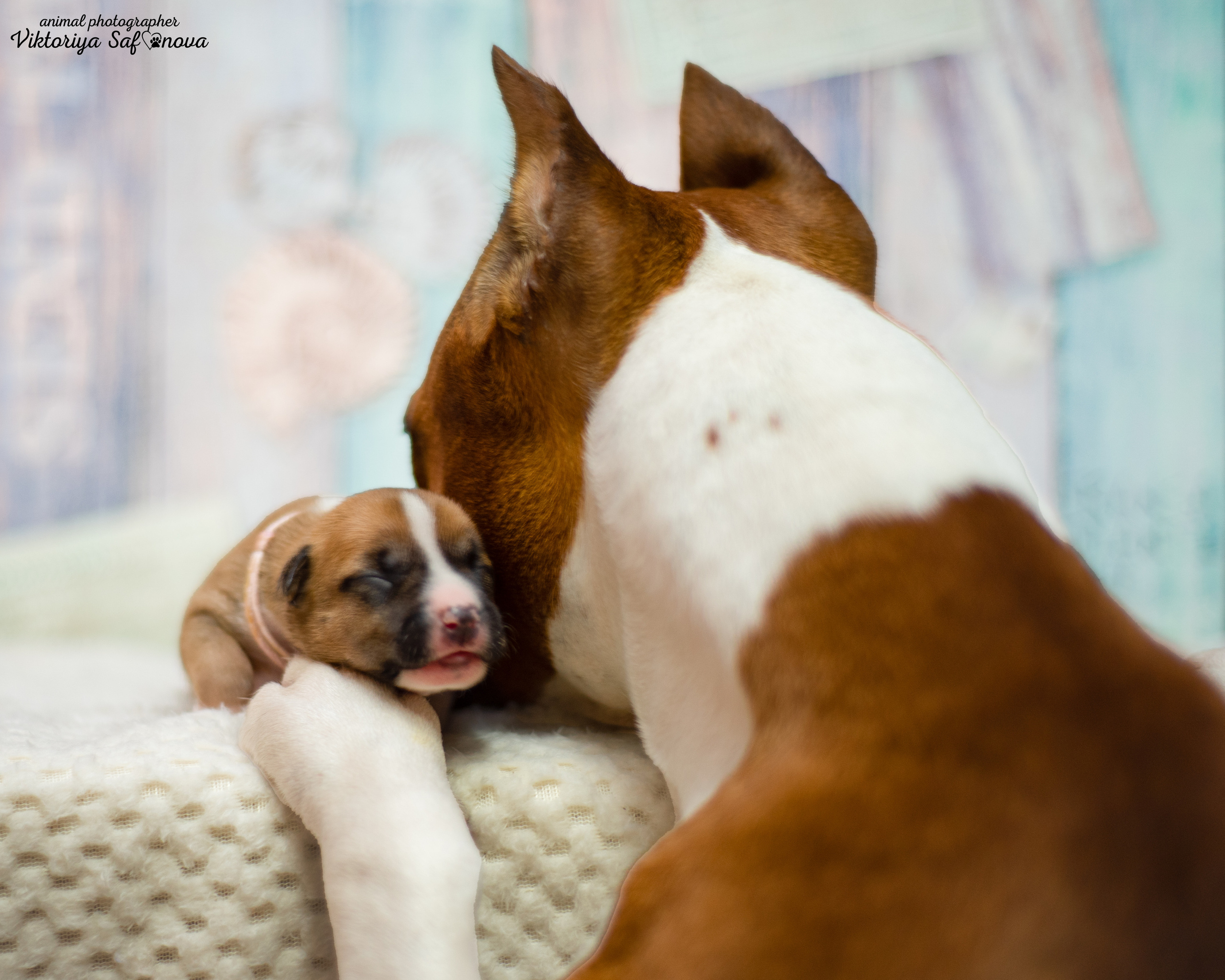 Стафики 17.07.2022. Фотограф анималист Благовещенск. Сафонова Виктория