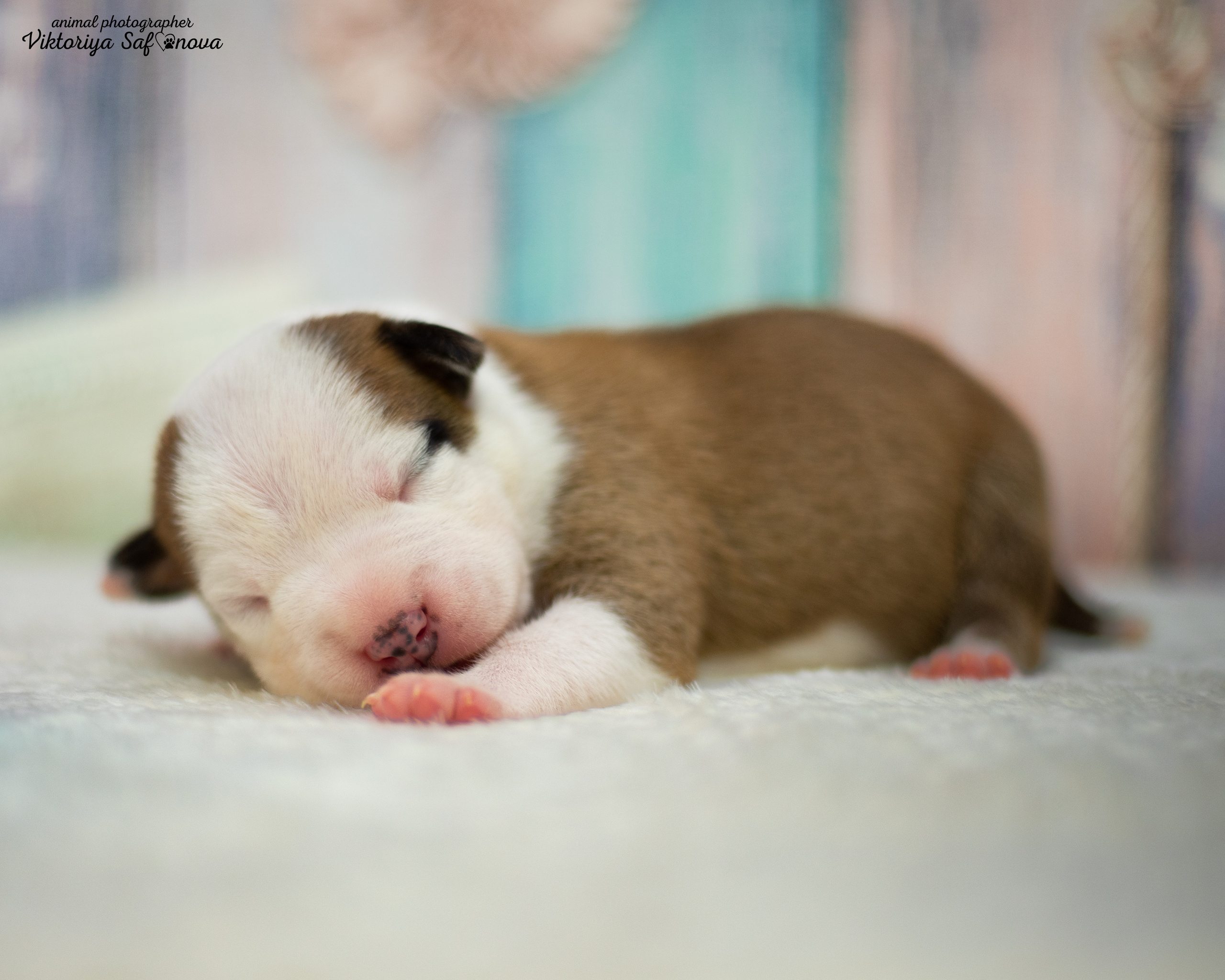 Стафики 17.07.2022. Фотограф анималист Благовещенск. Сафонова Виктория